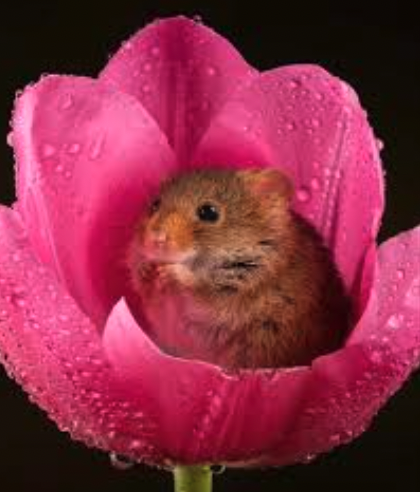 Screenshot 2026-03-12 at 2.21.49 PM.png