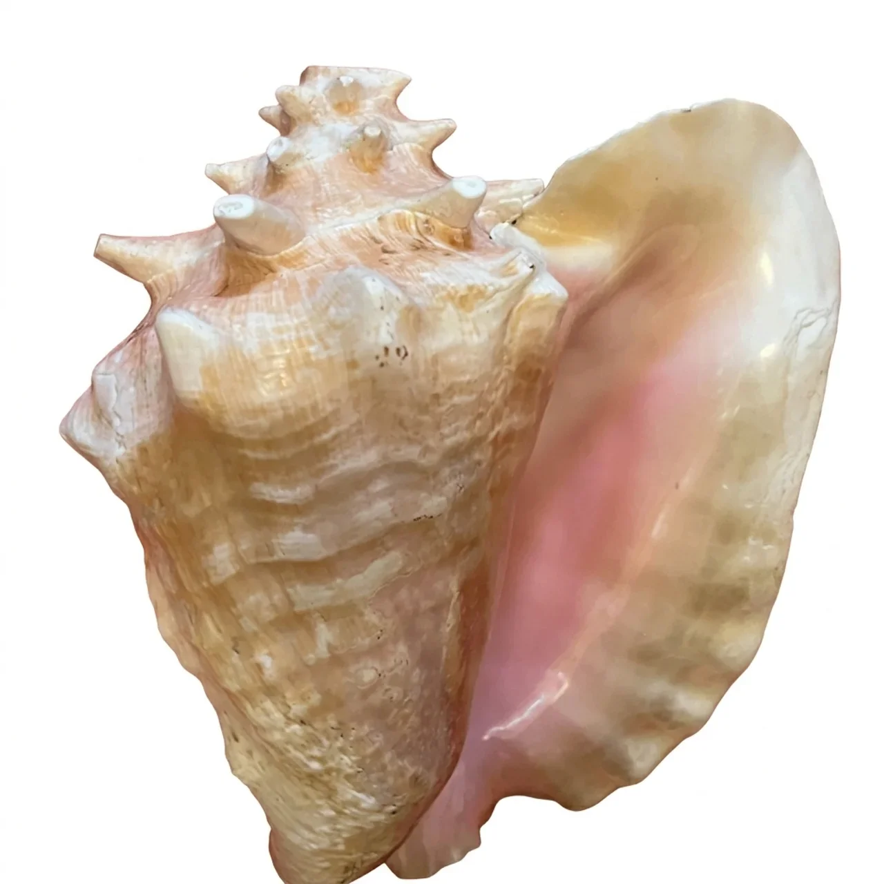 Conch