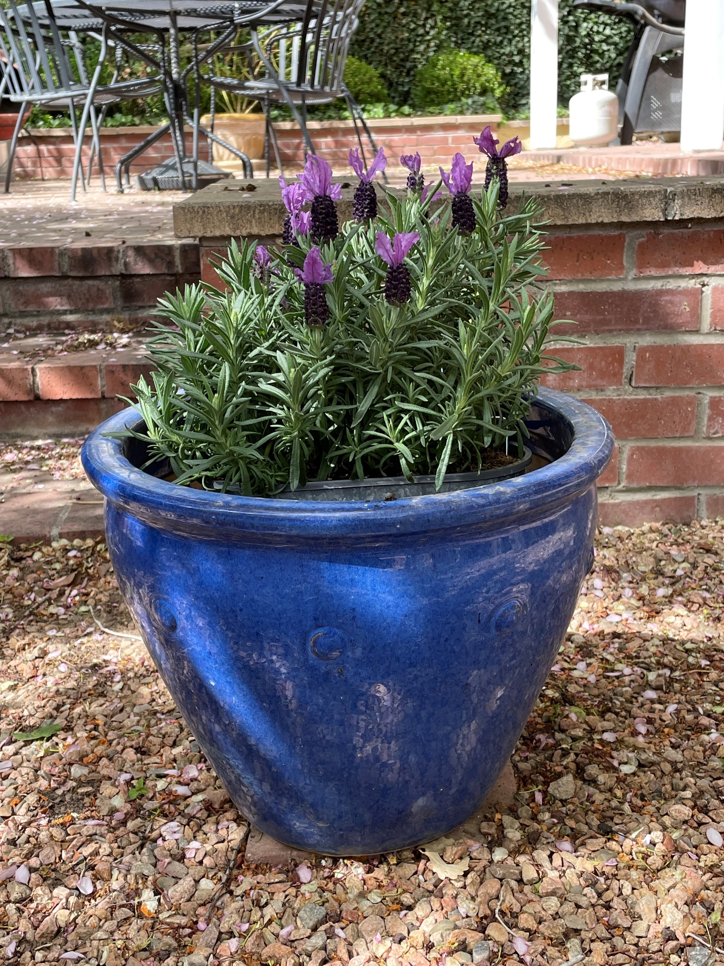 BLUE_POT_051123.jpg