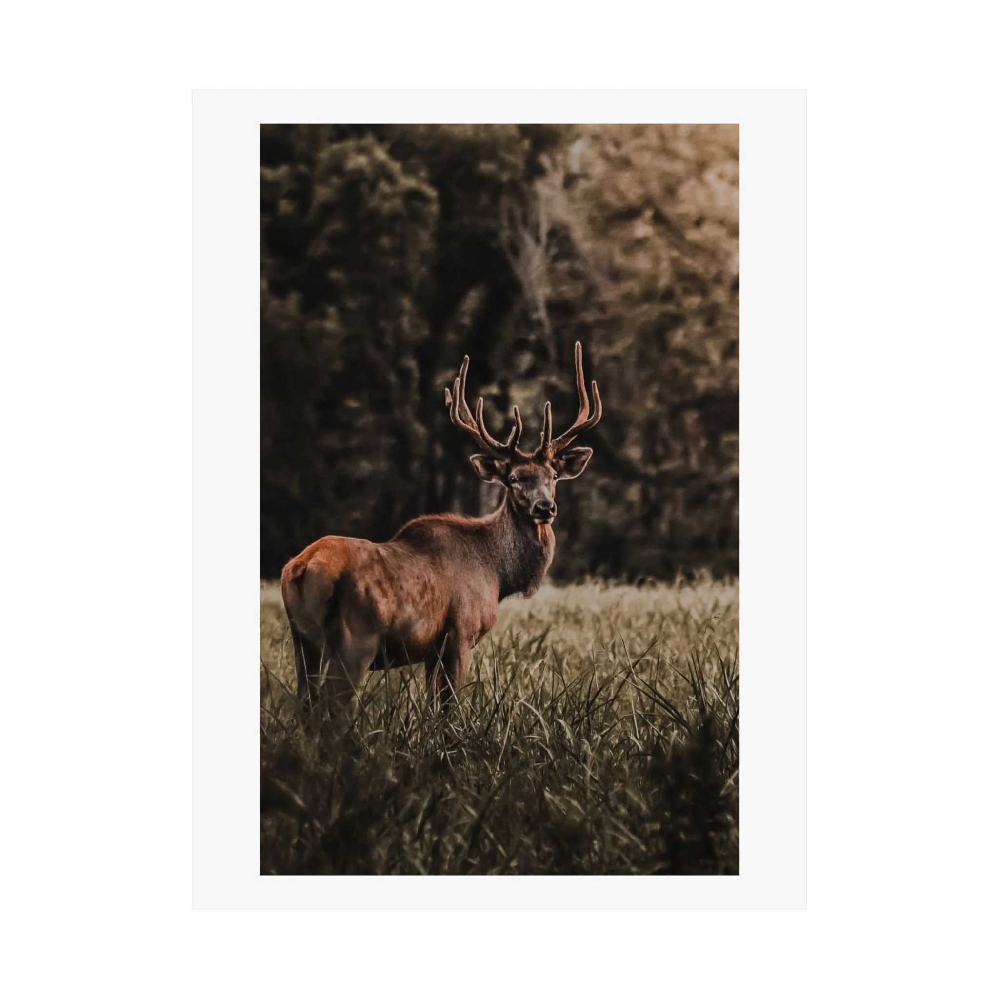 A majestic elk standing in a grassy field with a dark forest background.