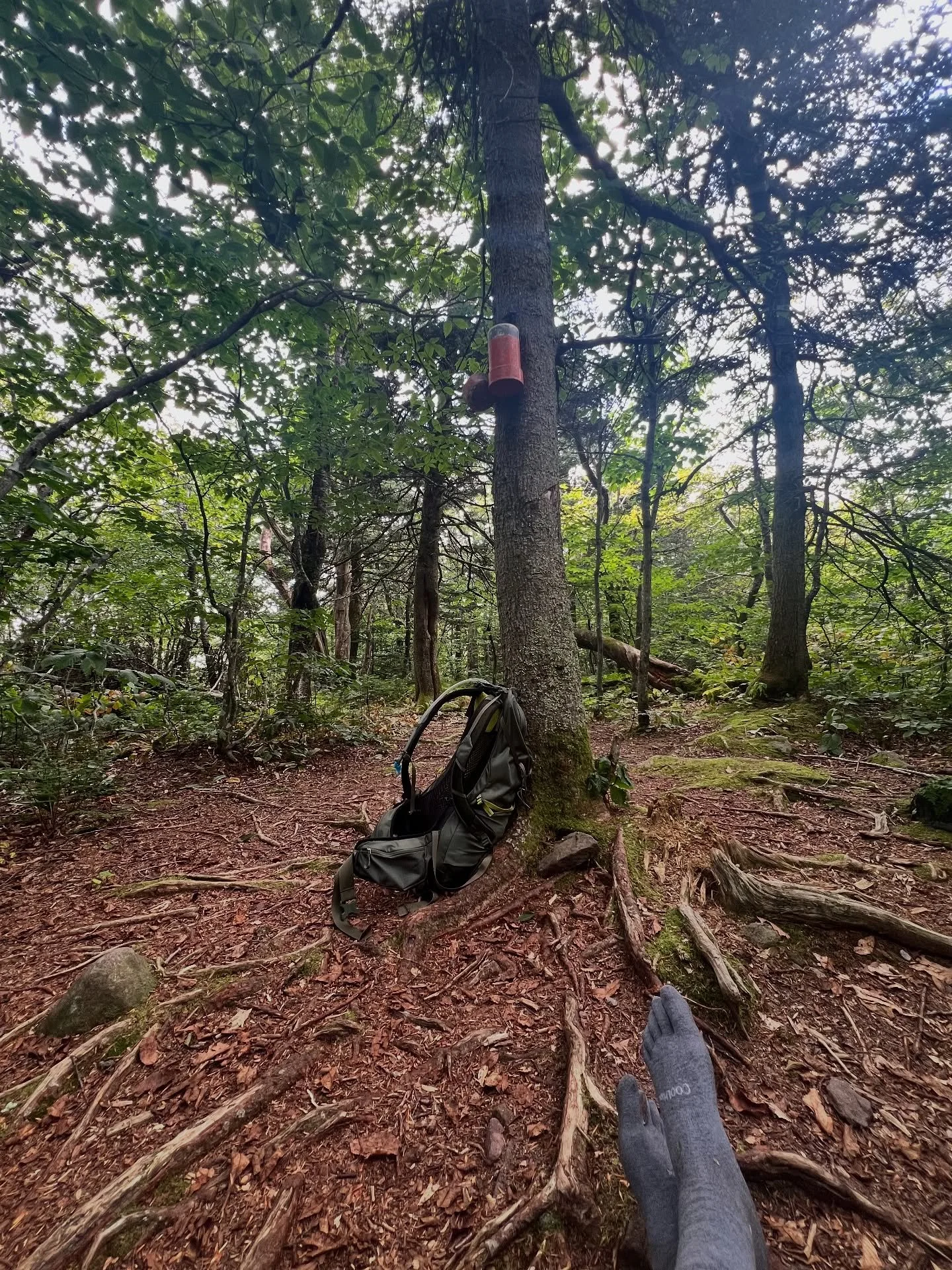 ✔️ Fir  3,629 ft
✔️Big Indian 3,681 ft 

Not a fun hike. Hot, humid, buggy and no views! 

🥵 Half way to the first peak, I wanted to turn around, but the thought of redoing what I just hiked sounded even worse. So, I told my brain to stfu, began to 