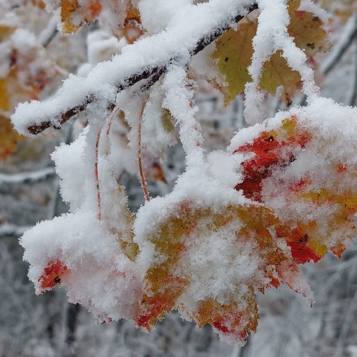 A few shots from my favorite winter hikes on this snowy Sunday morning ❄️☃️✨

Anyone wanna hike in the snow with me this winter??🙋🏼&zwj;♀️🙋🏻🙋🏽&zwj;♀️🩵

&mdash;&mdash;&mdash;&mdash;&mdash;&mdash;
#winterhikes #ismellsnow #mindfulhiking #sunshin