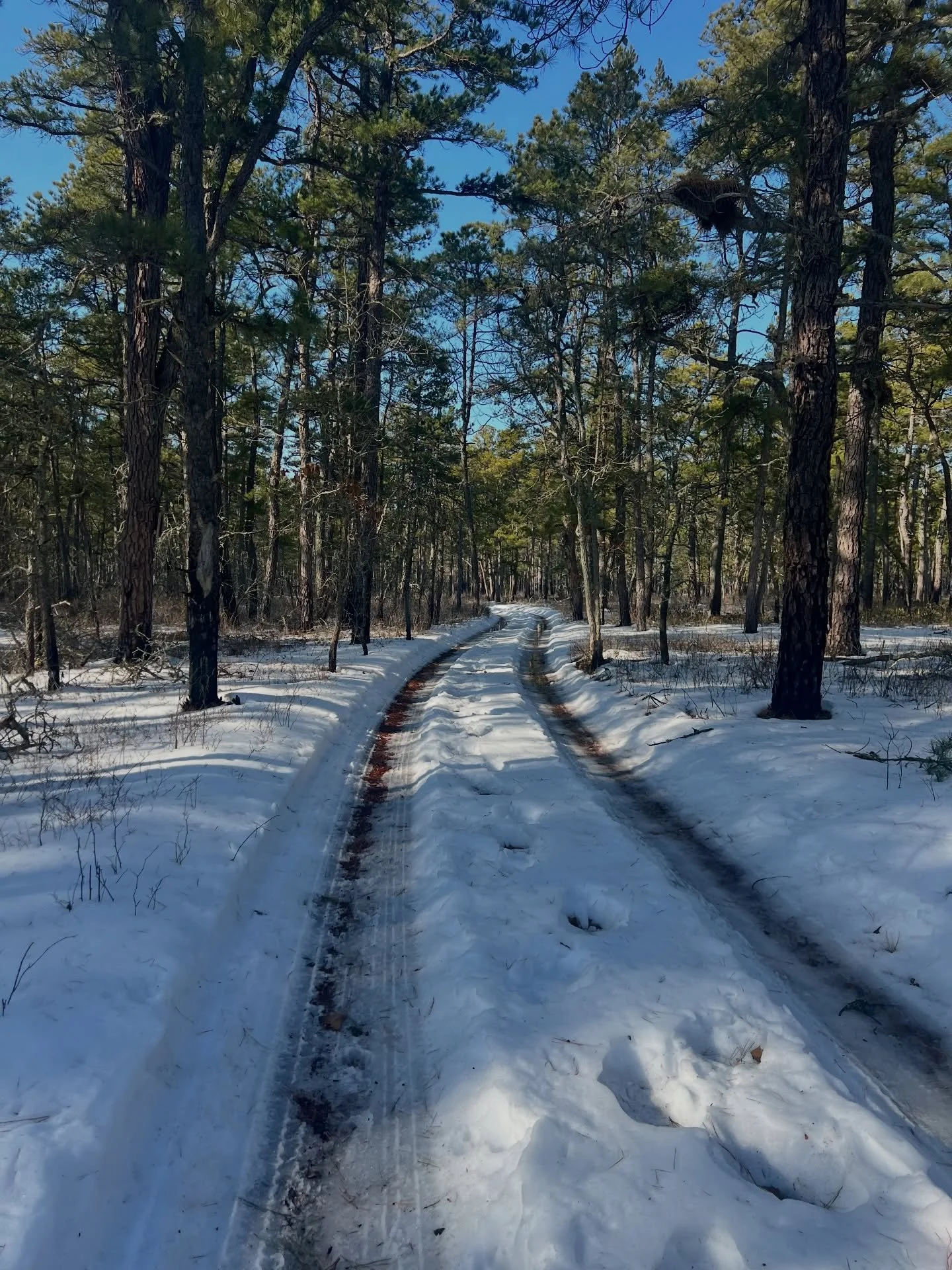 Valentines Day Hike in the Pine Barrens &hearts;️🌲

Felt really great to be back in the woods! Funny how a 40&deg; day can feel like Spring after consecutive days of freezing temperatures! 

Looking forward to spring and more Sunshine Hikes! 

#suns