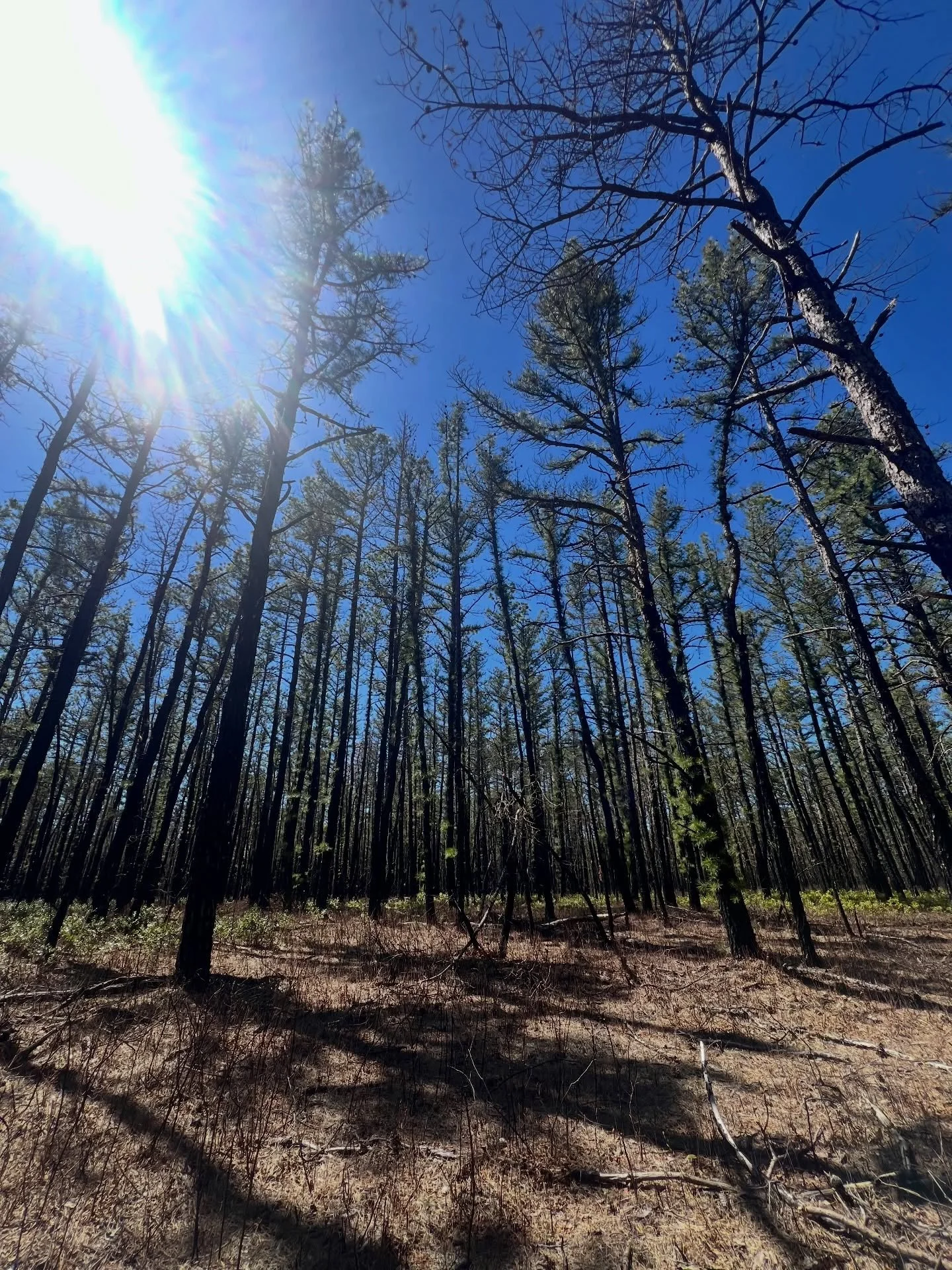 Took a 8.6 mile stroll along the Batona Trail over the weekend. Falafel wraps, cartwheels &amp; sunny skies- couldn&rsquo;t have asked for a better Saturday! 

#sunshinehikesphl #batonatrail #springhikes #mindfulhiking #applepie