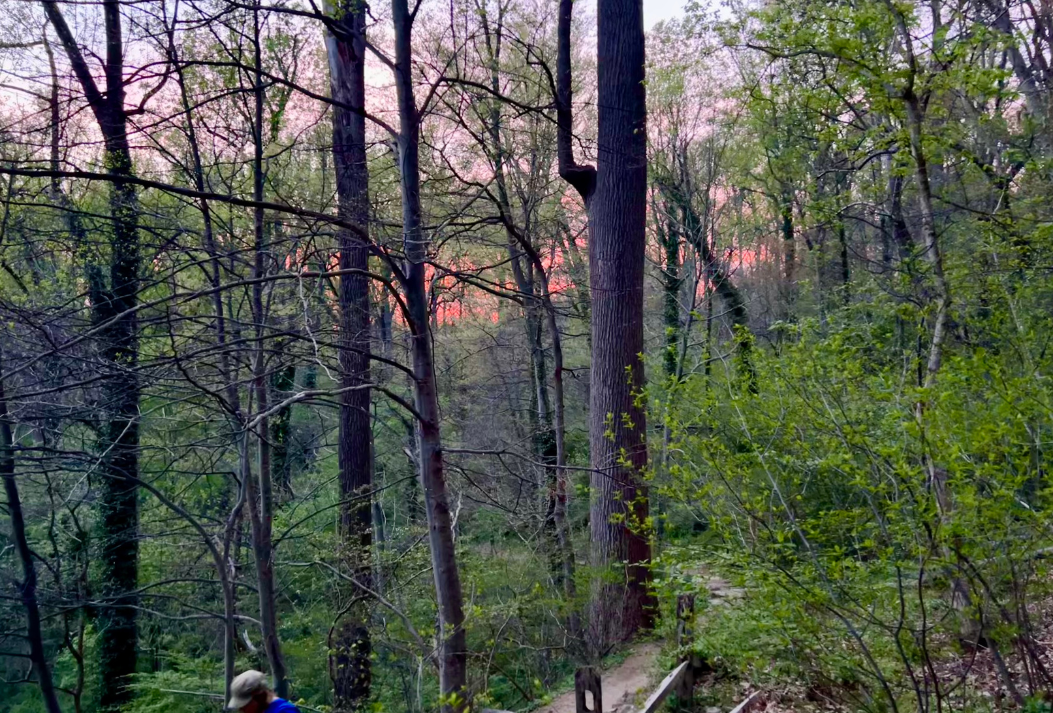 A wooded forest scene during sunset with trees and a narrow dirt trail.
