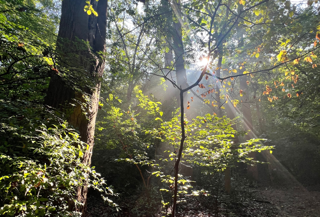 Sunlight filtering through a dense green forest on a clear day.