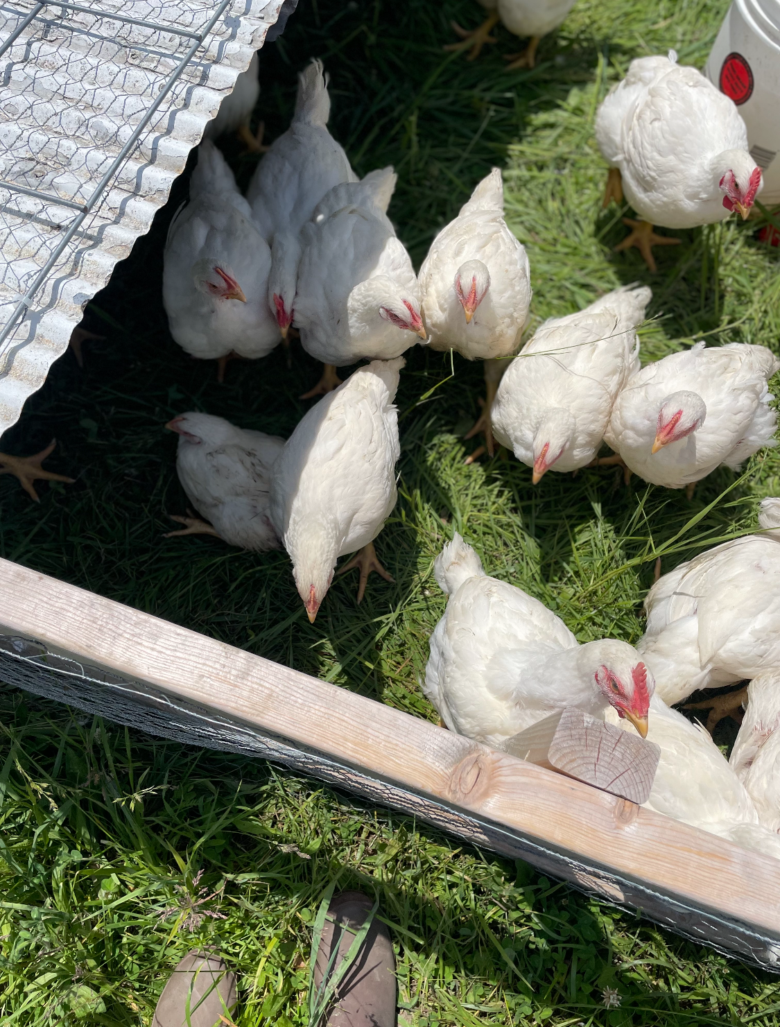 Chickens in tractor - Sylvester Friend.jpeg