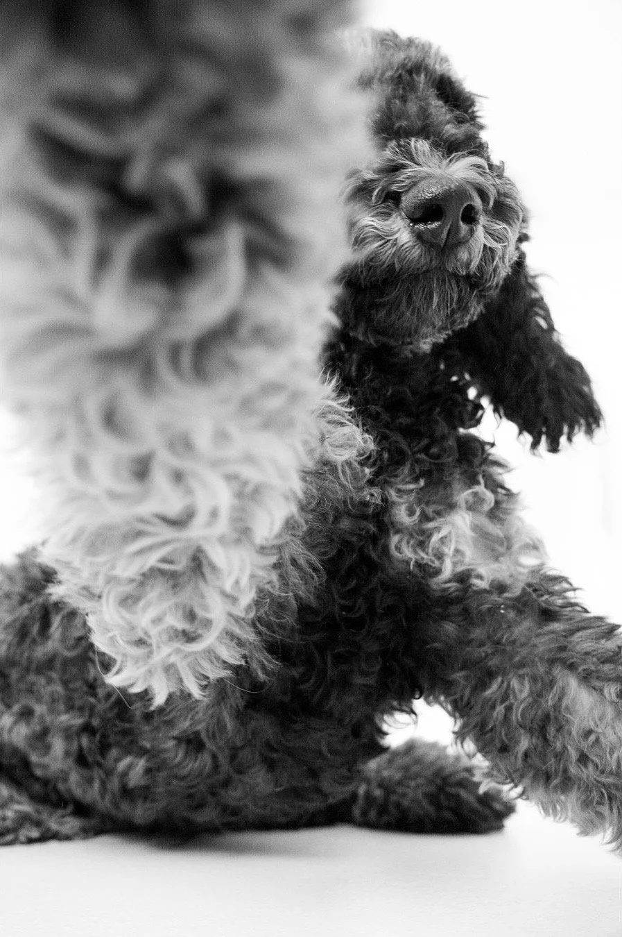 An Ode to Winston