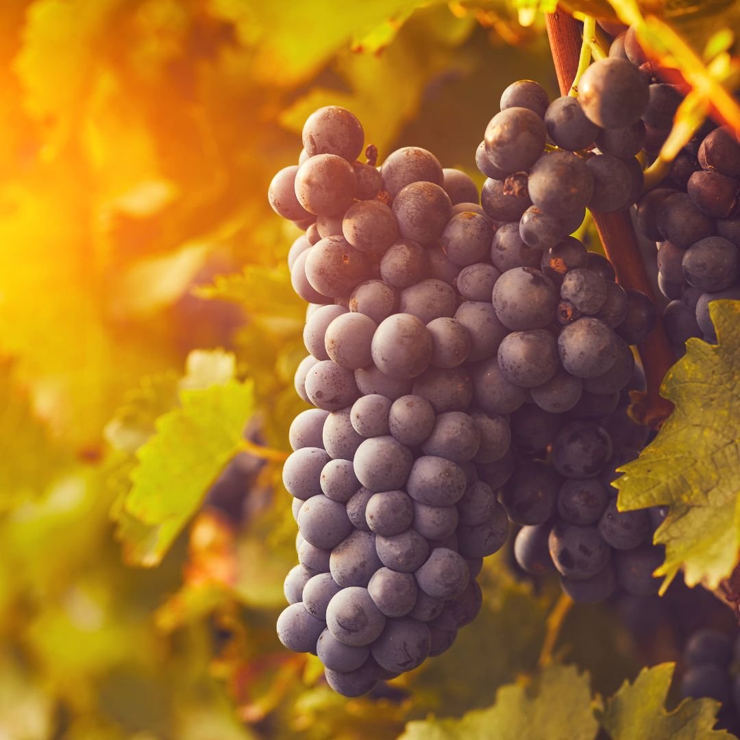 Clusters of ripe grapes on a vine with sunlight filtering through the leaves in a vineyard.