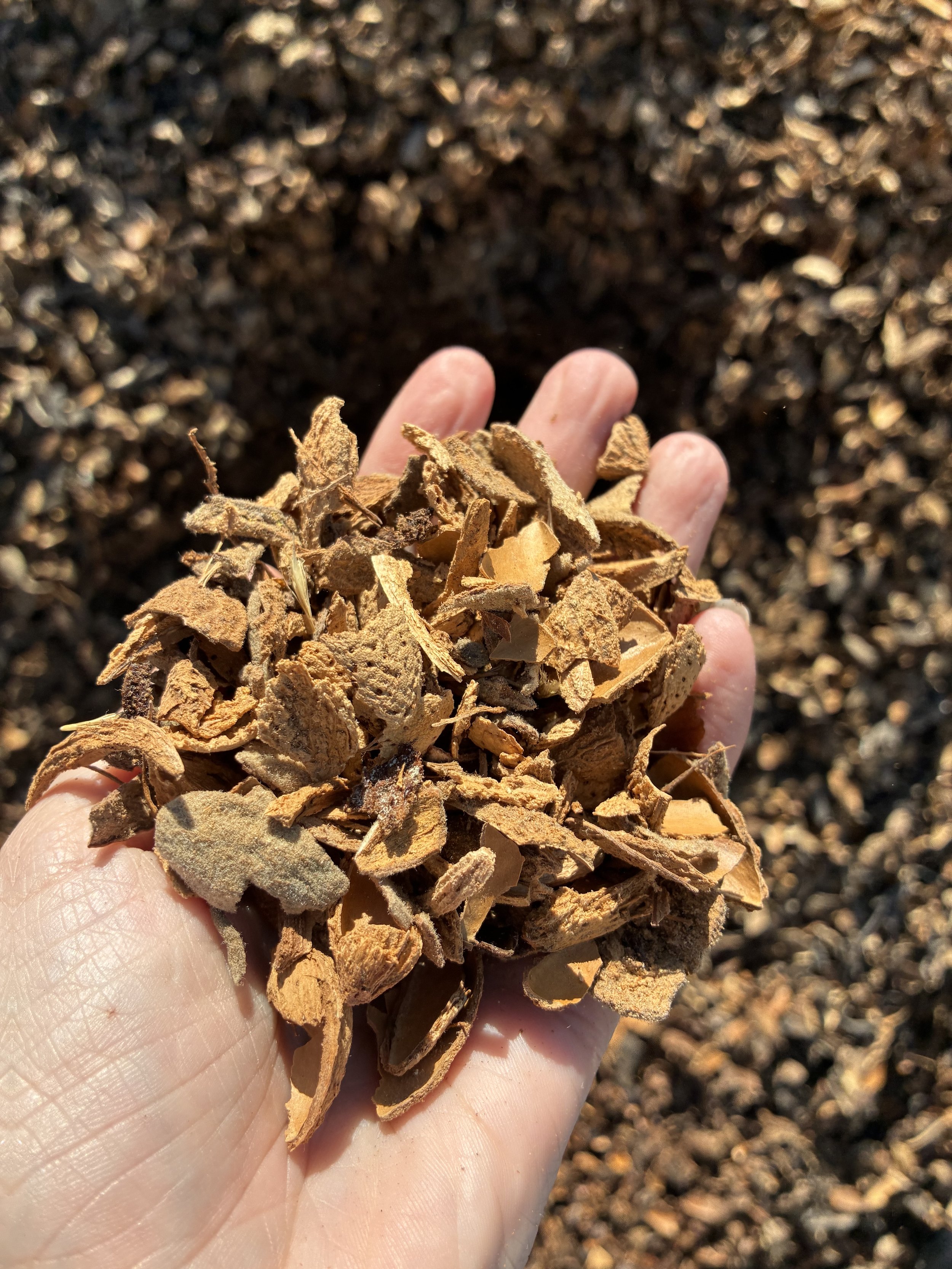 Almond shells used as agricultural feedstock for biochar production