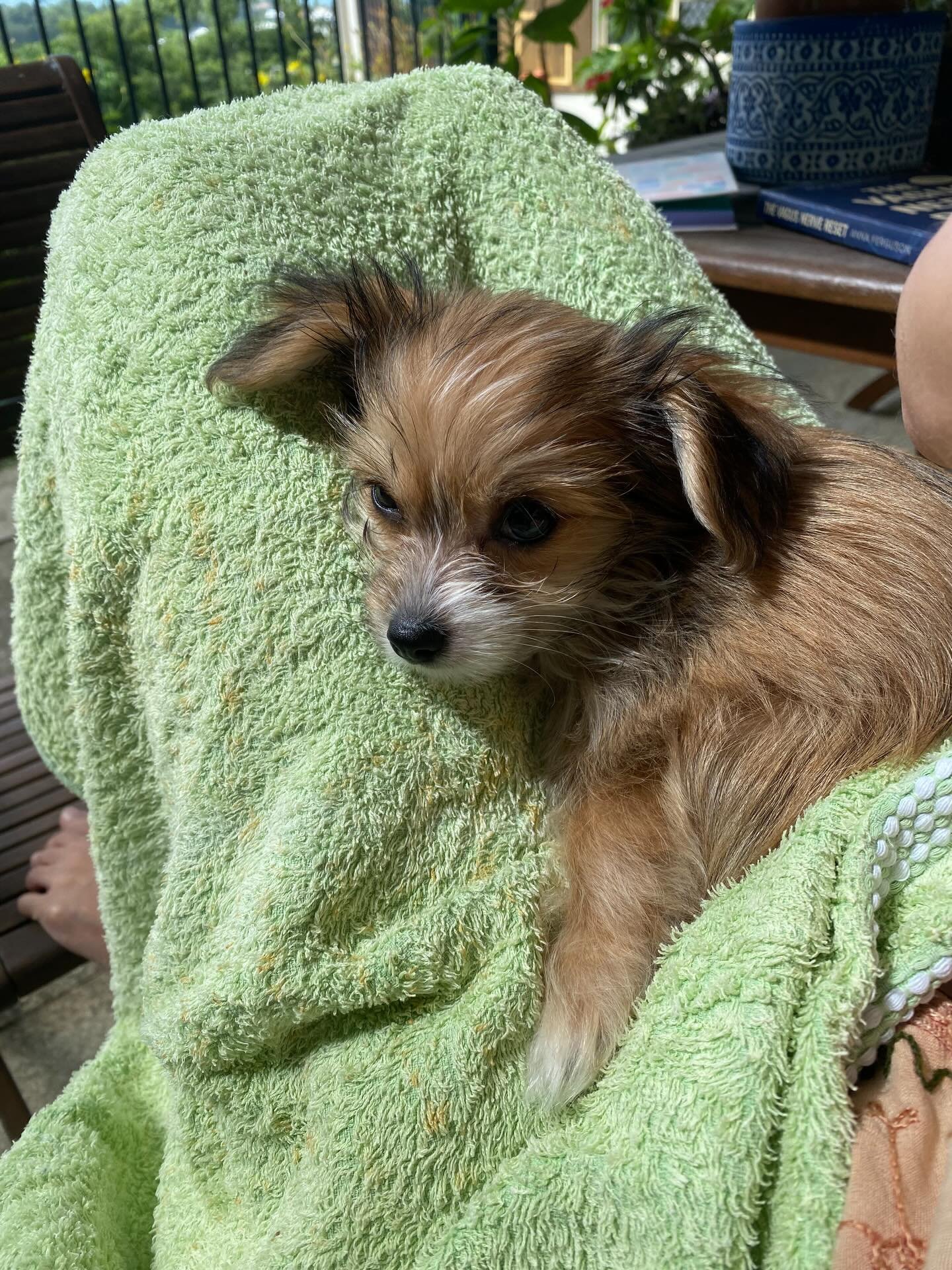 💚Something BIG happened 

I&rsquo;m now a fur Mammie 

It all happened so quickly, a literal DREAM come true 🥲🥲

I&rsquo;m sleep deprived, adjusting and so so grateful

This little man is already my best friend and we&rsquo;re loving each other so