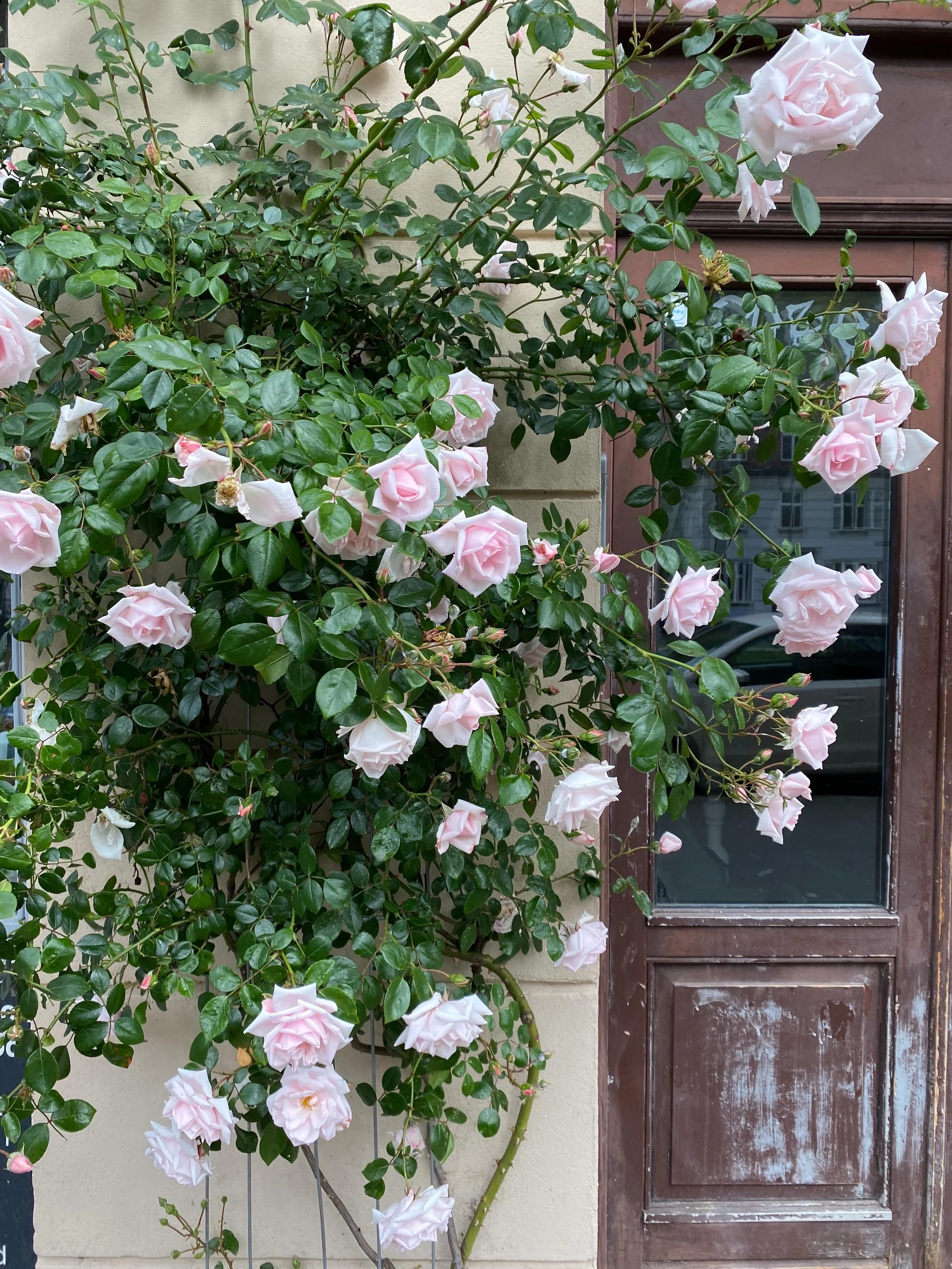 Min anden sommer p&aring; Vesterbro og juni har blomstret som &hellip;. aldrig f&oslash;r? Vi kan sagtens tale om gentrificering og vanvittige boligpriser, det er bindegalt! Men n&aring;r nu jeg bor her, s&aelig;tter jeg pris p&aring; alt det blomstr
