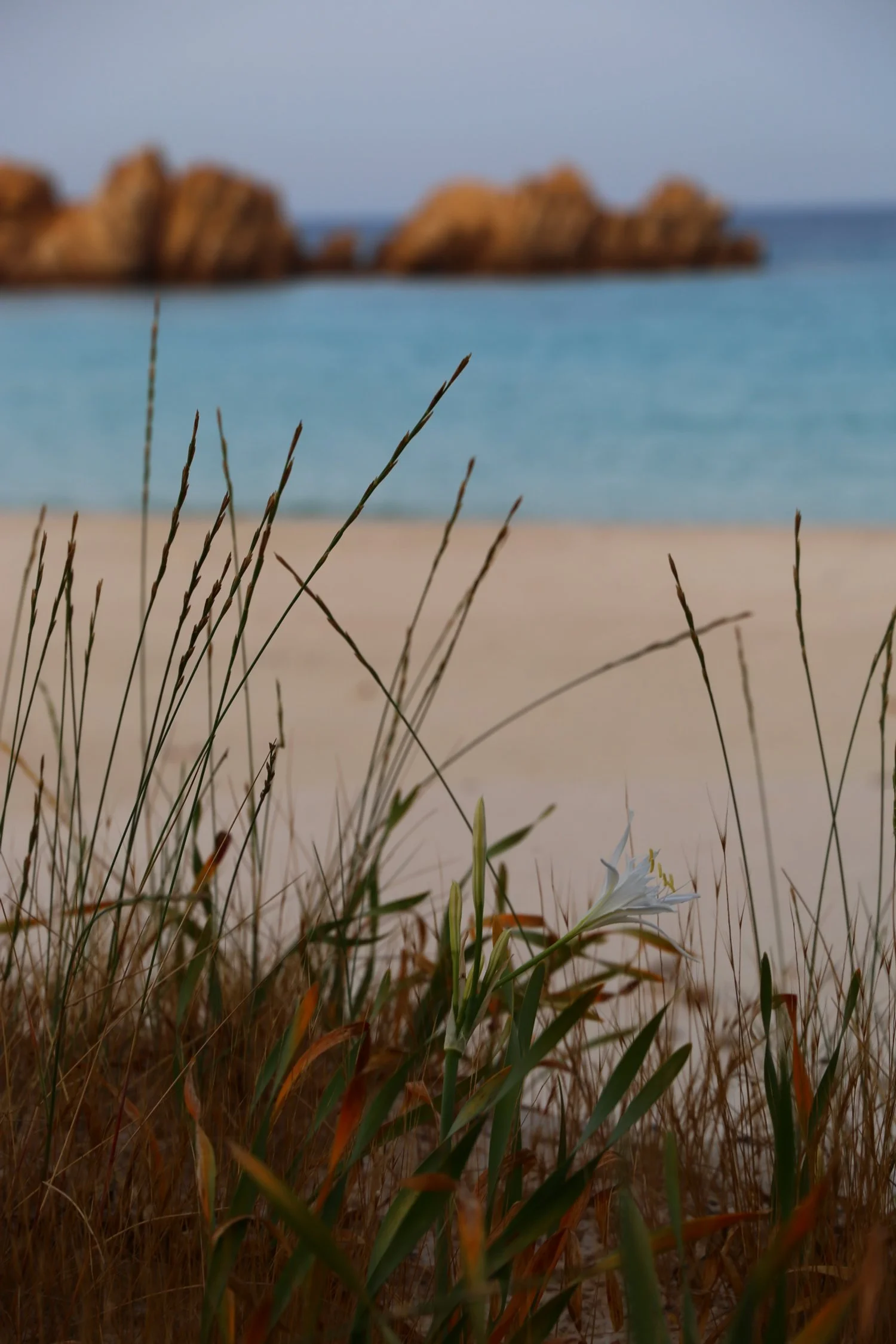 ray play beachwear