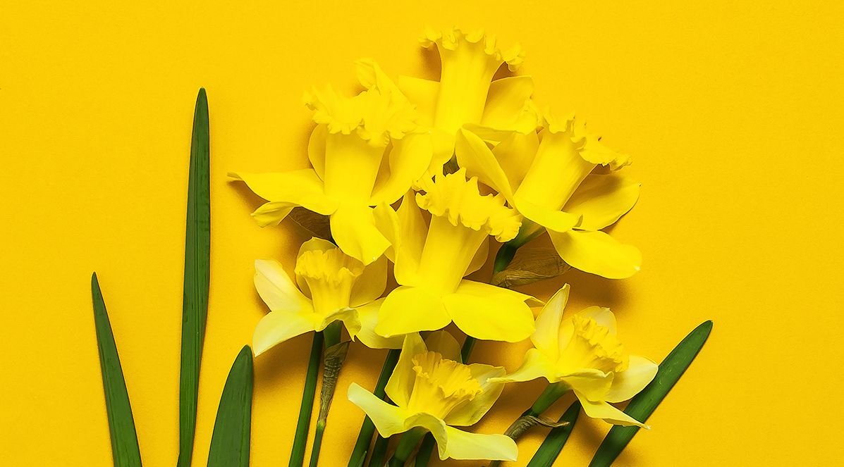 This Daffodil Day, We’re Saying Thanks