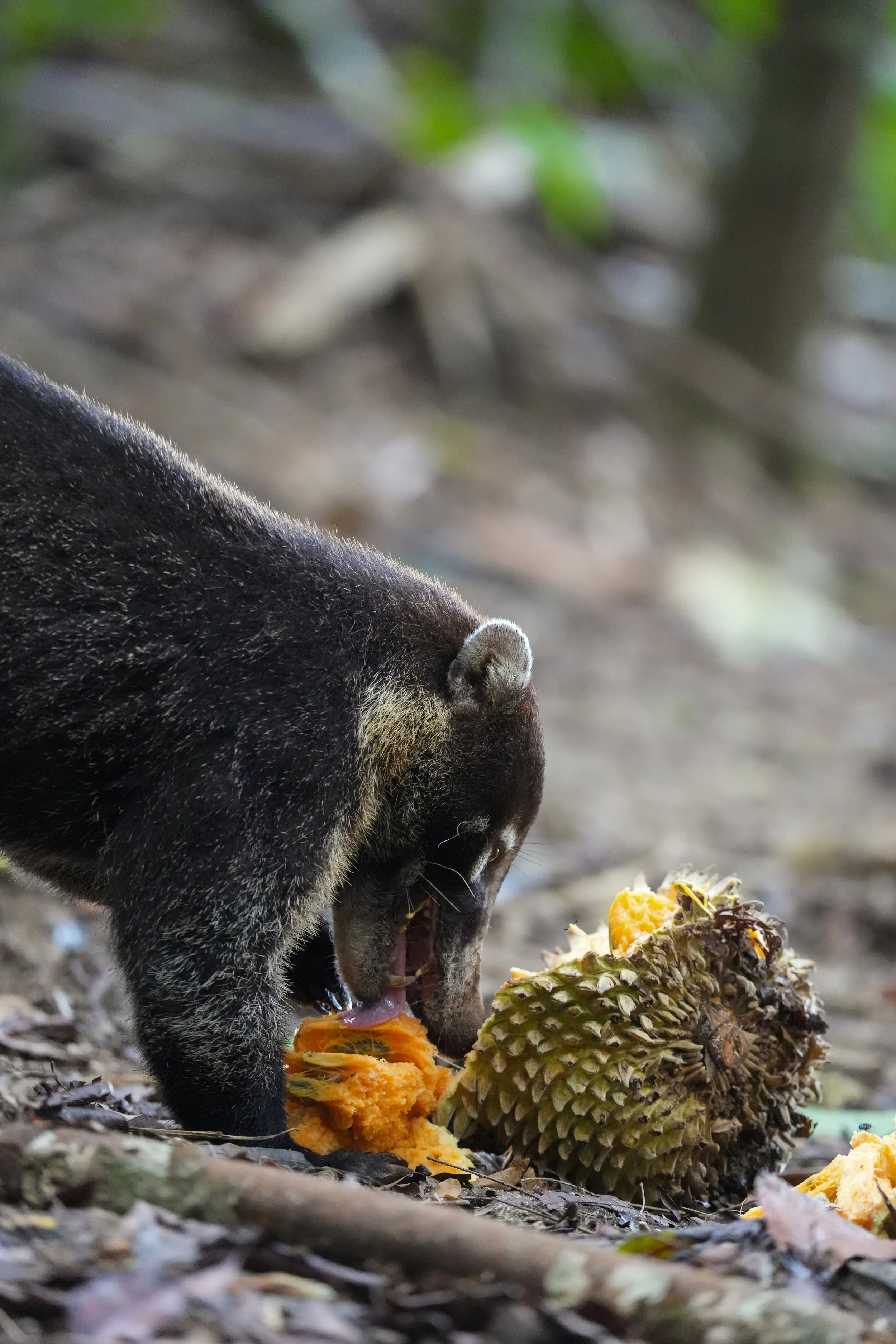 Osa Penninsula, Costa Rica