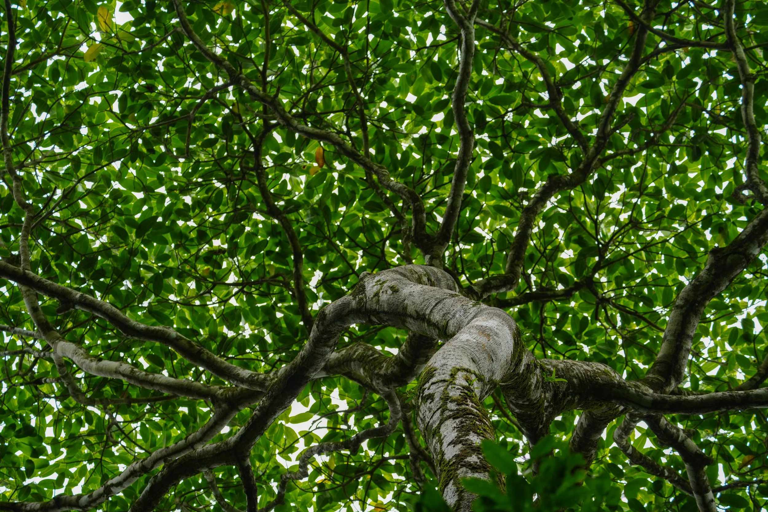 DSC00799.jpeg