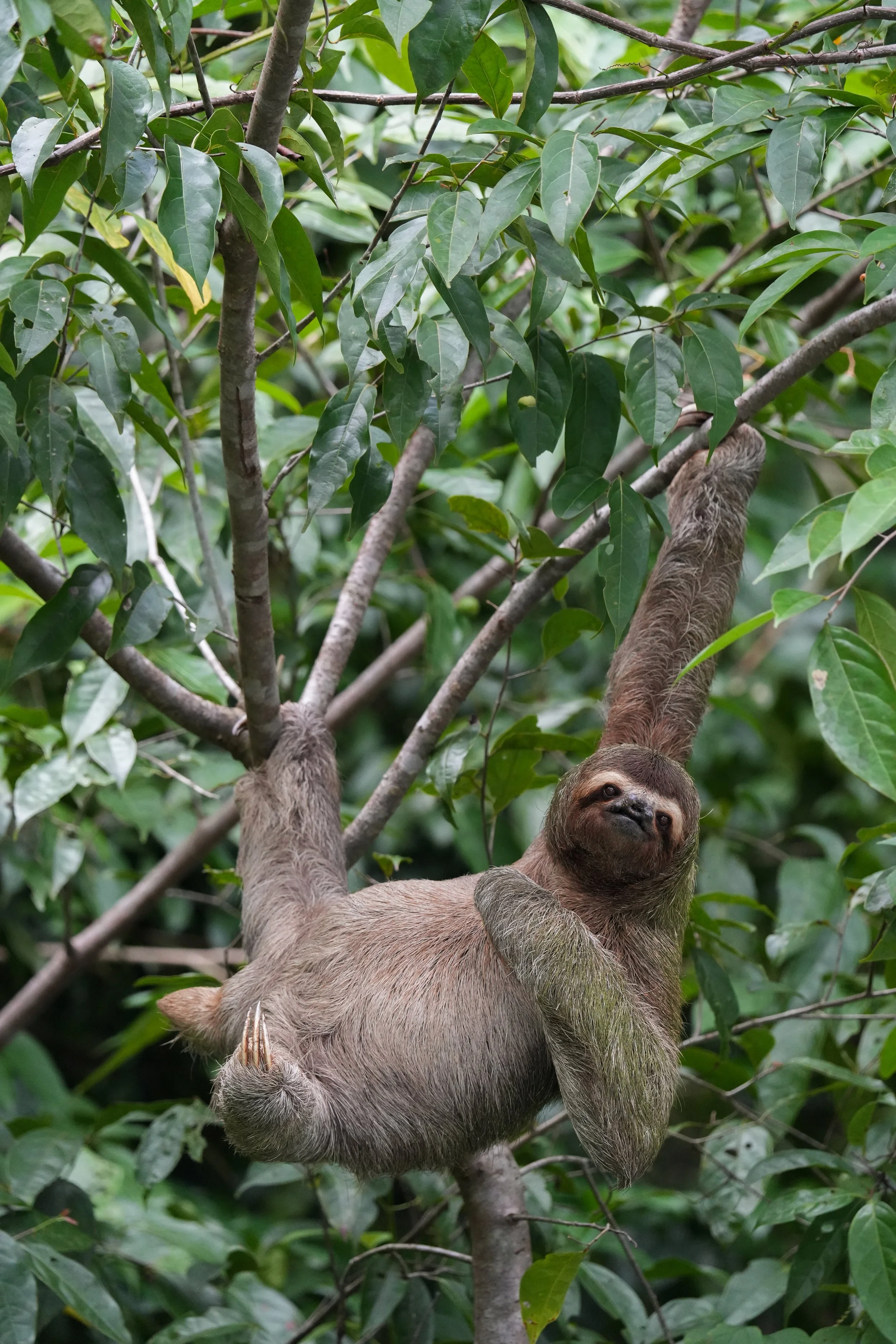 Osa Penninsula, Costa Rica