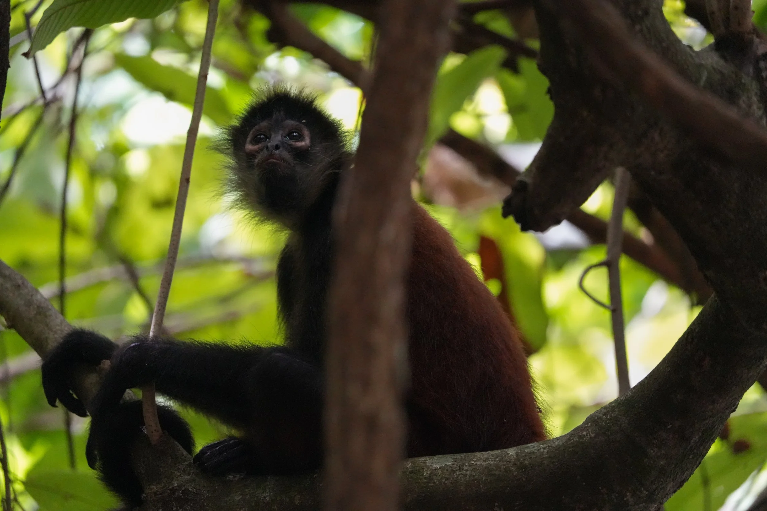 Osa Penninsula, Costa Rica