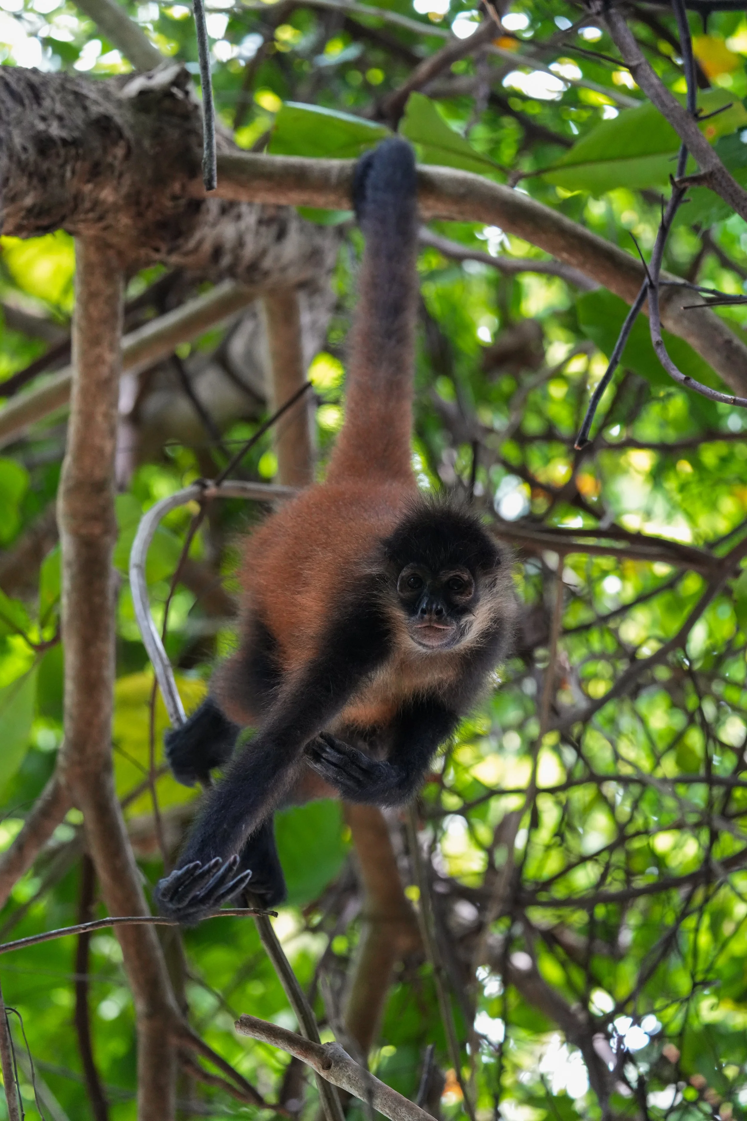 Osa Penninsula, Costa Rica