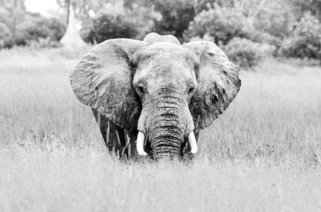 Gentle Giant Lowres.jpeg