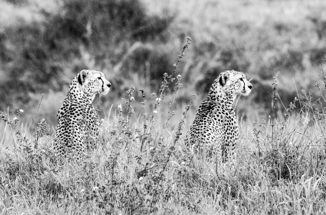 Hermanos Lowres.jpeg