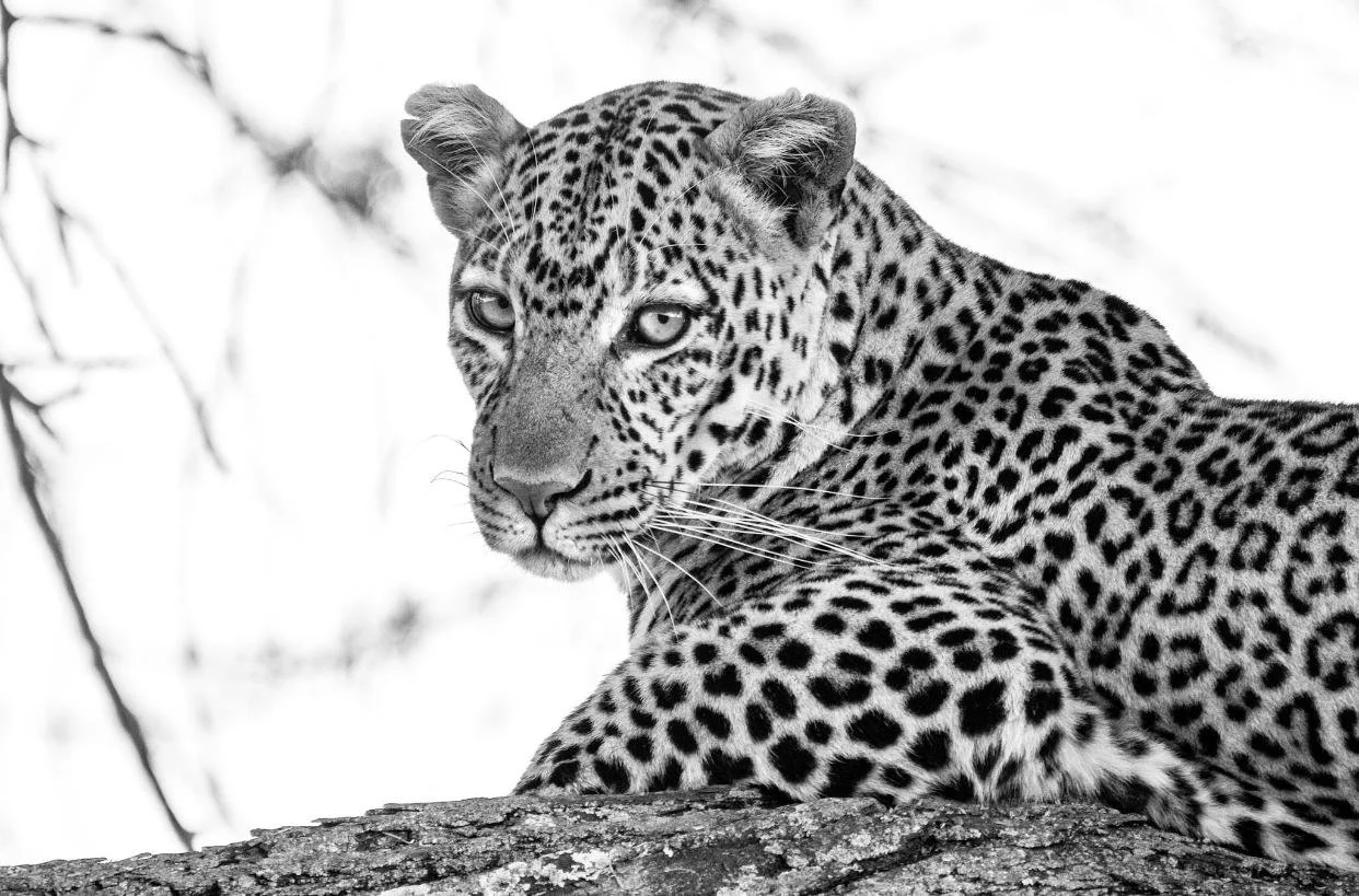 Leopardo LowRes.jpeg