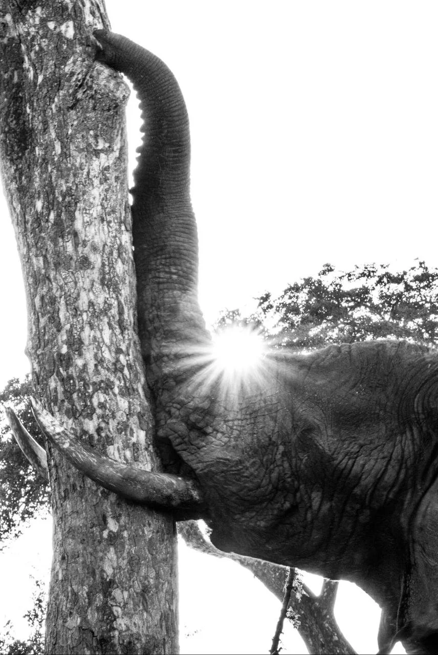 A Contraluz Lowres.jpeg