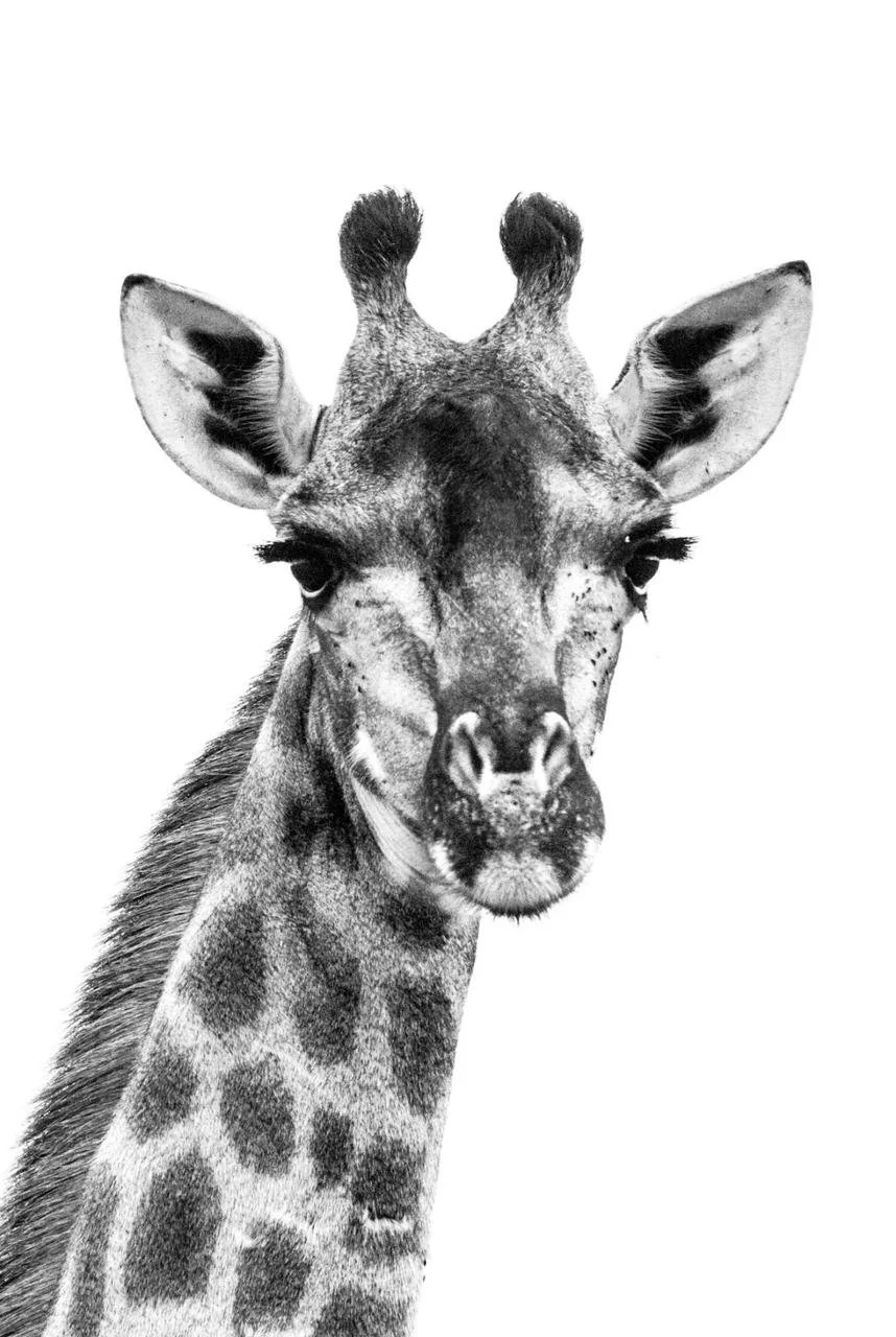 La Giraffe Lowres.jpeg