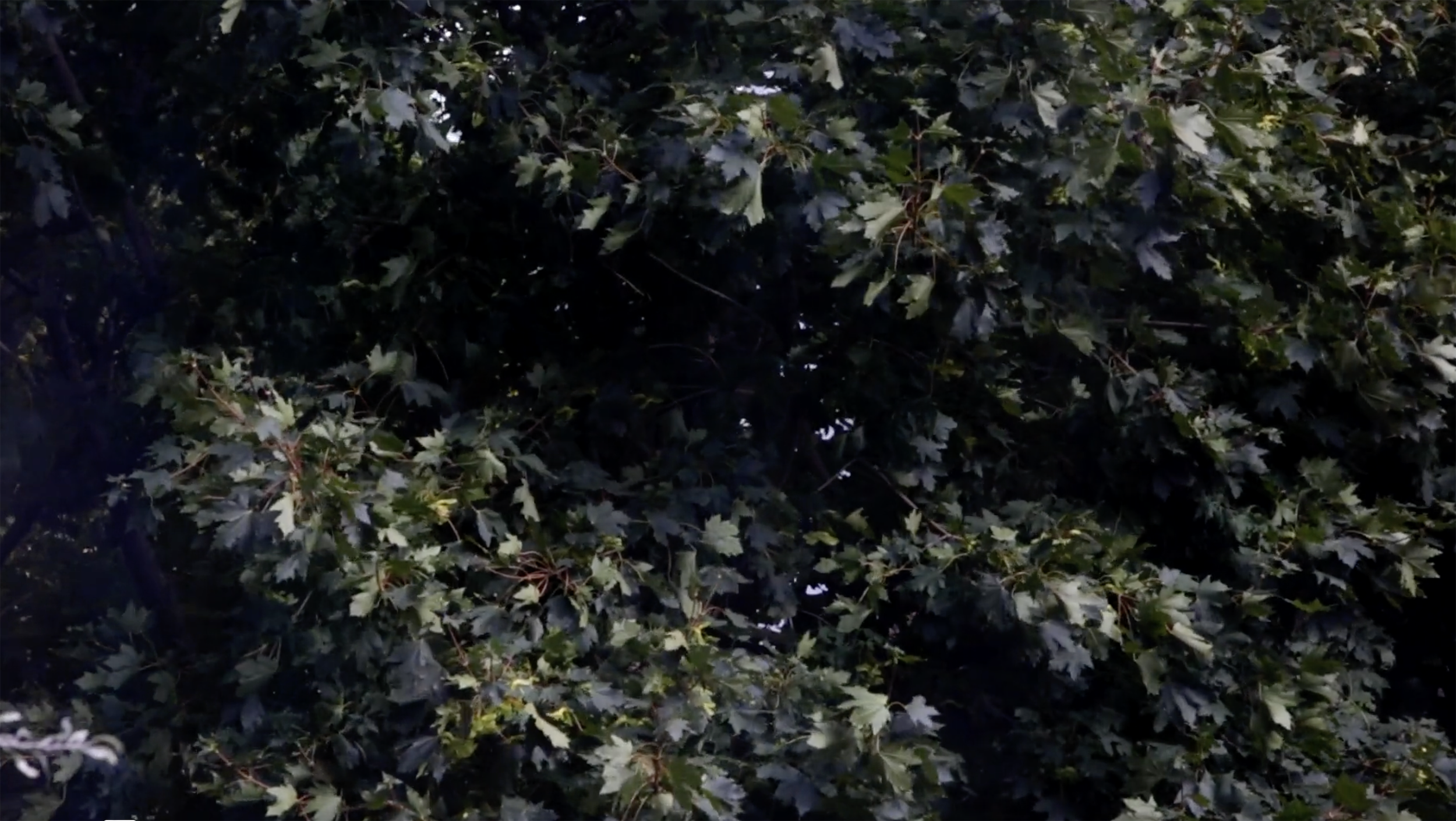 Blind But I Can See.png