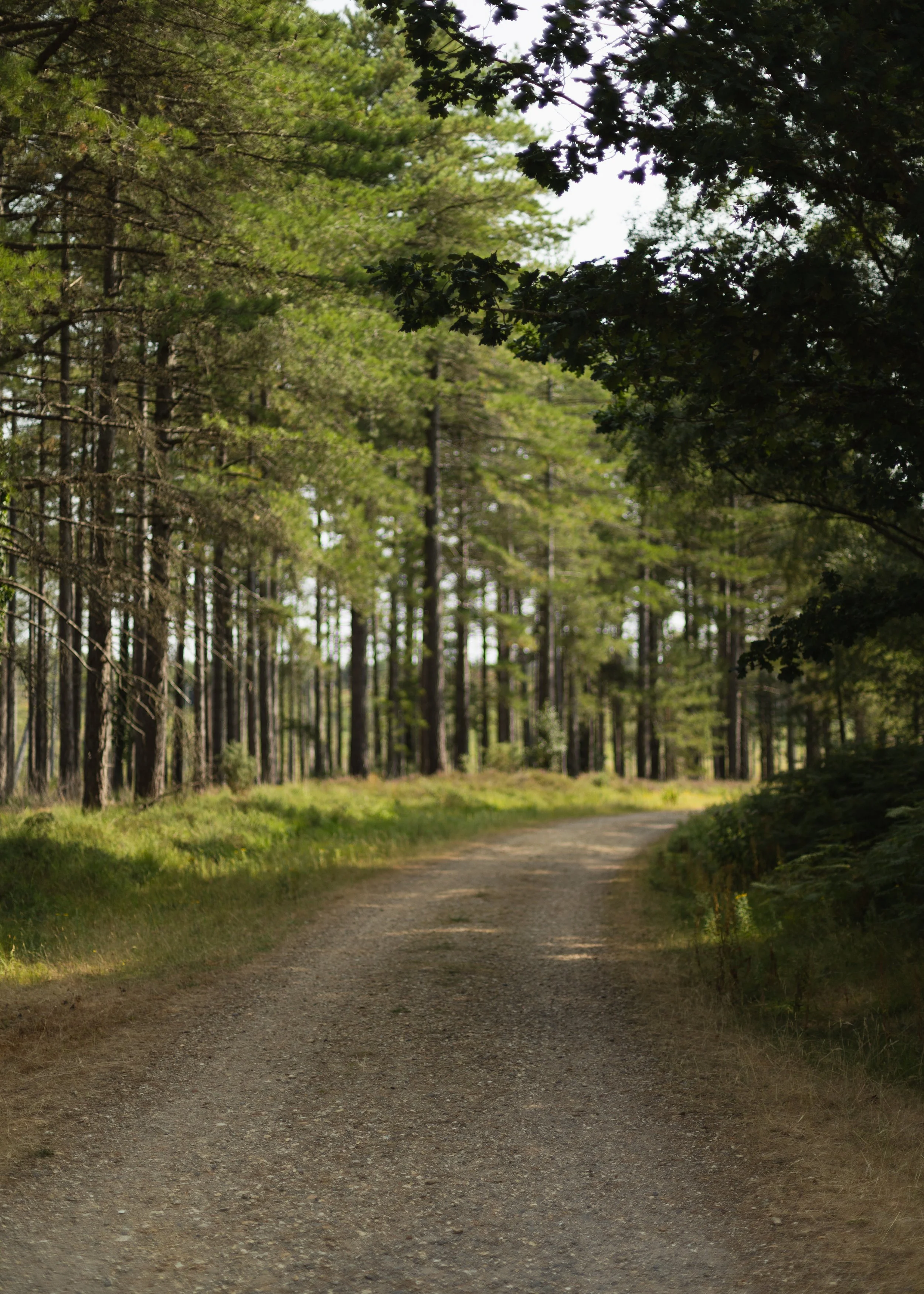 Wareham-Forest-Circular-21-July-2026-2.jpg