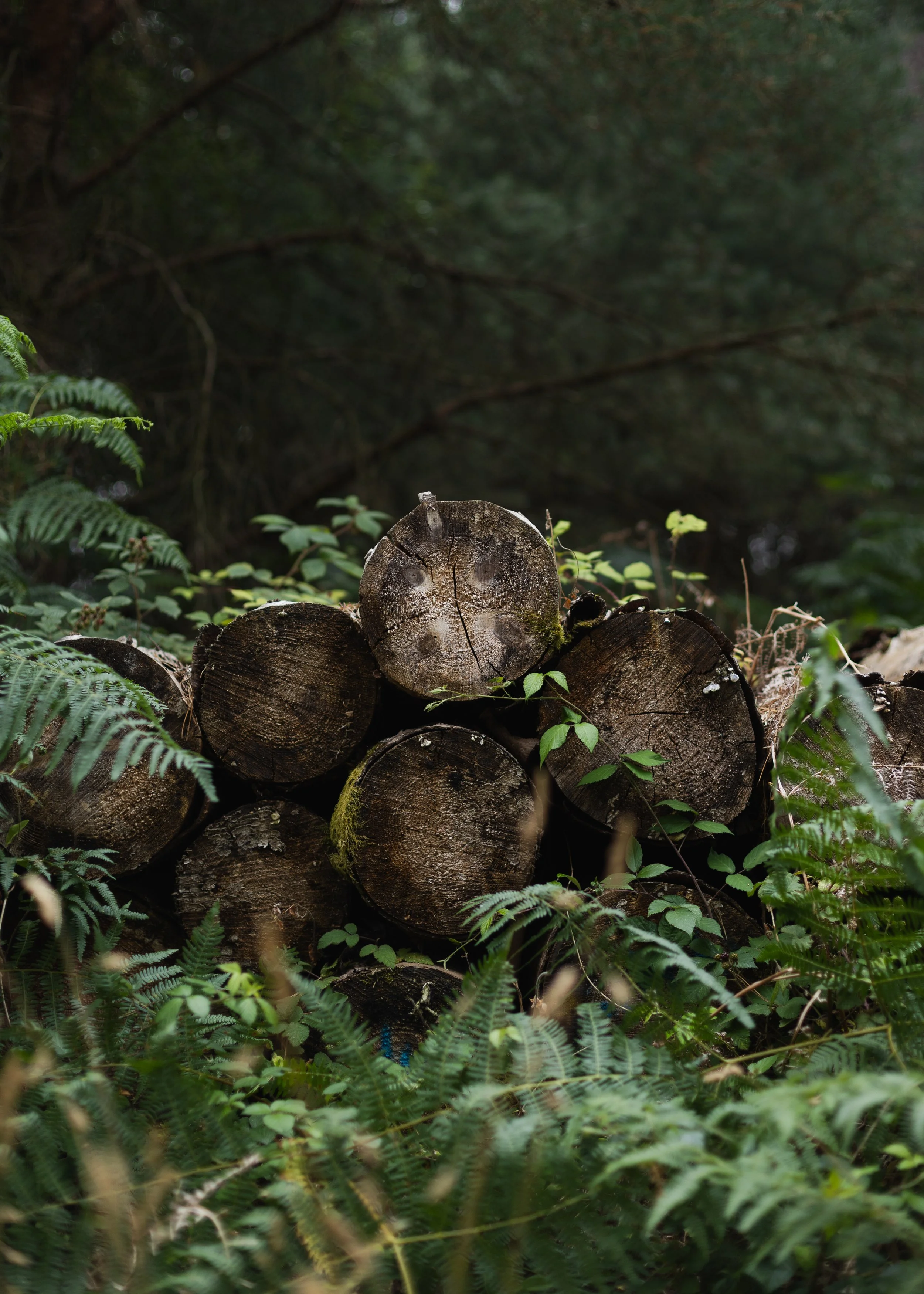 Wareham-Forest-Circular-21-July-2026-73.jpg