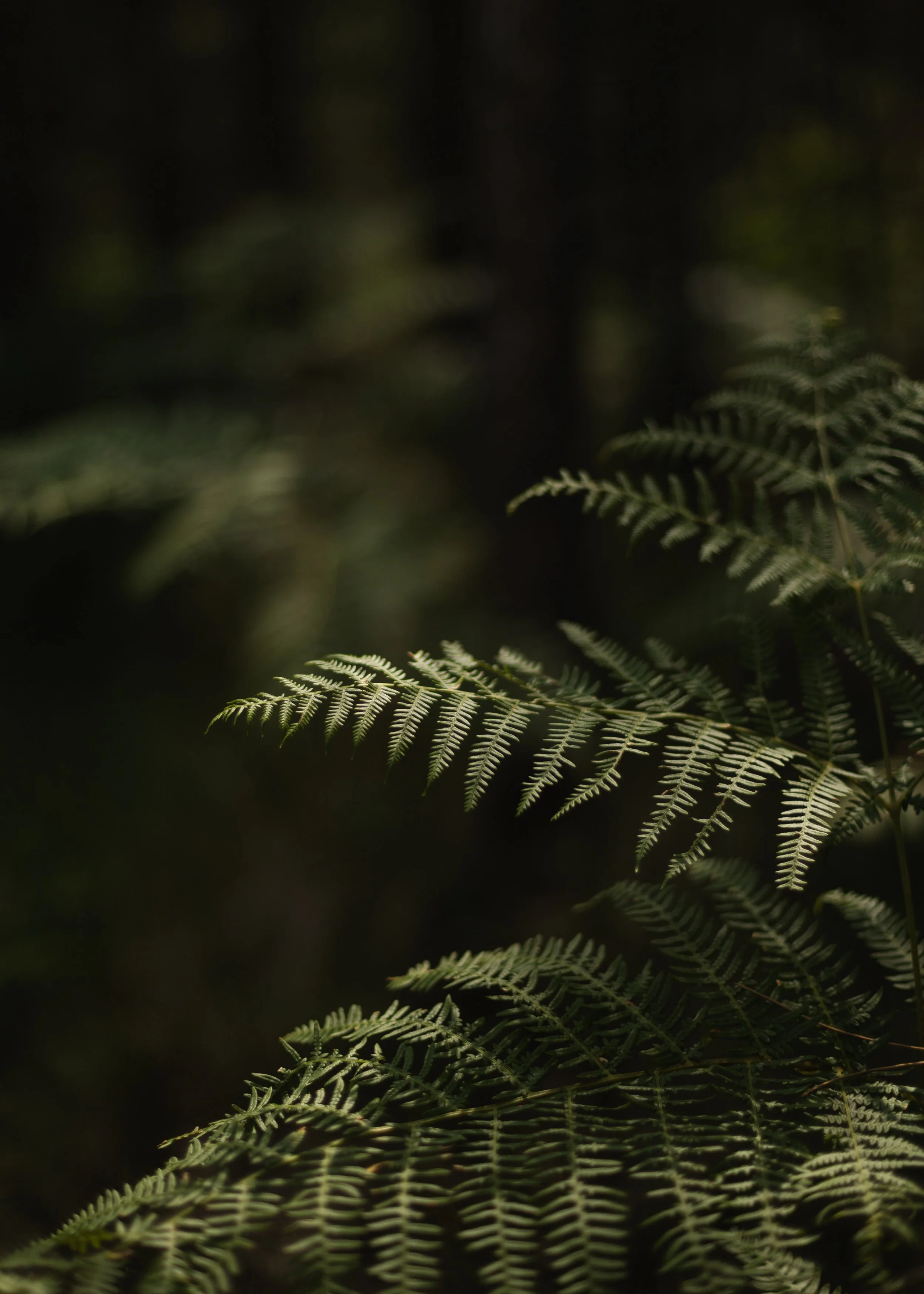 Wareham-Forest-Circular-21-July-2026-9.jpg