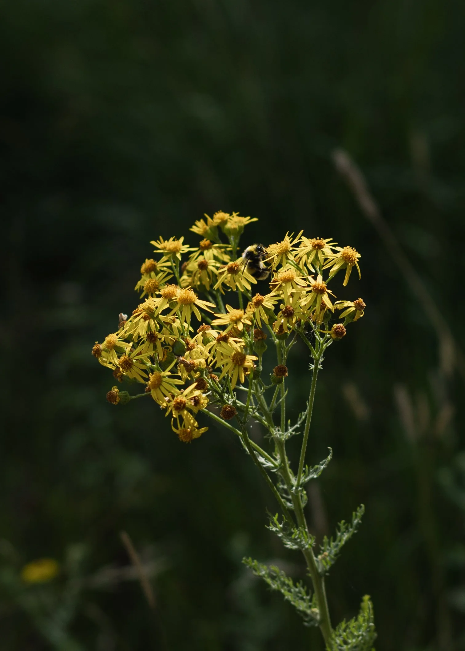 Wareham-Forest-Circular-21-July-2026-1.jpg