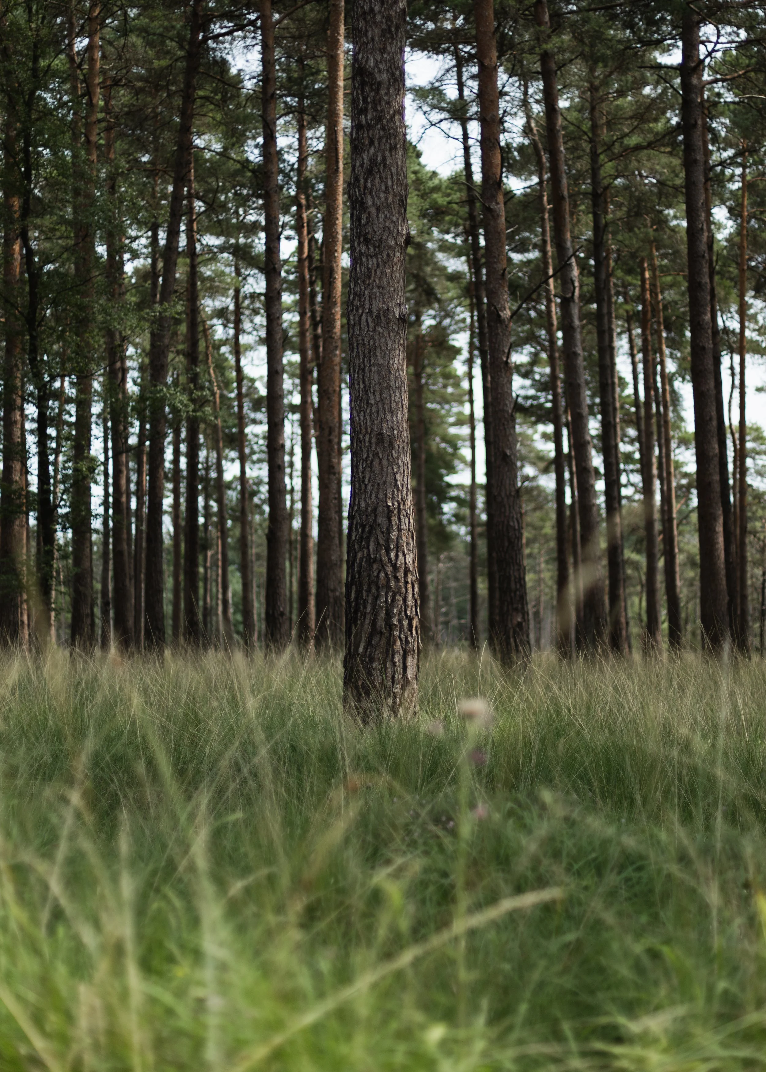 Wareham-Forest-Circular-21-July-2026-86.jpg
