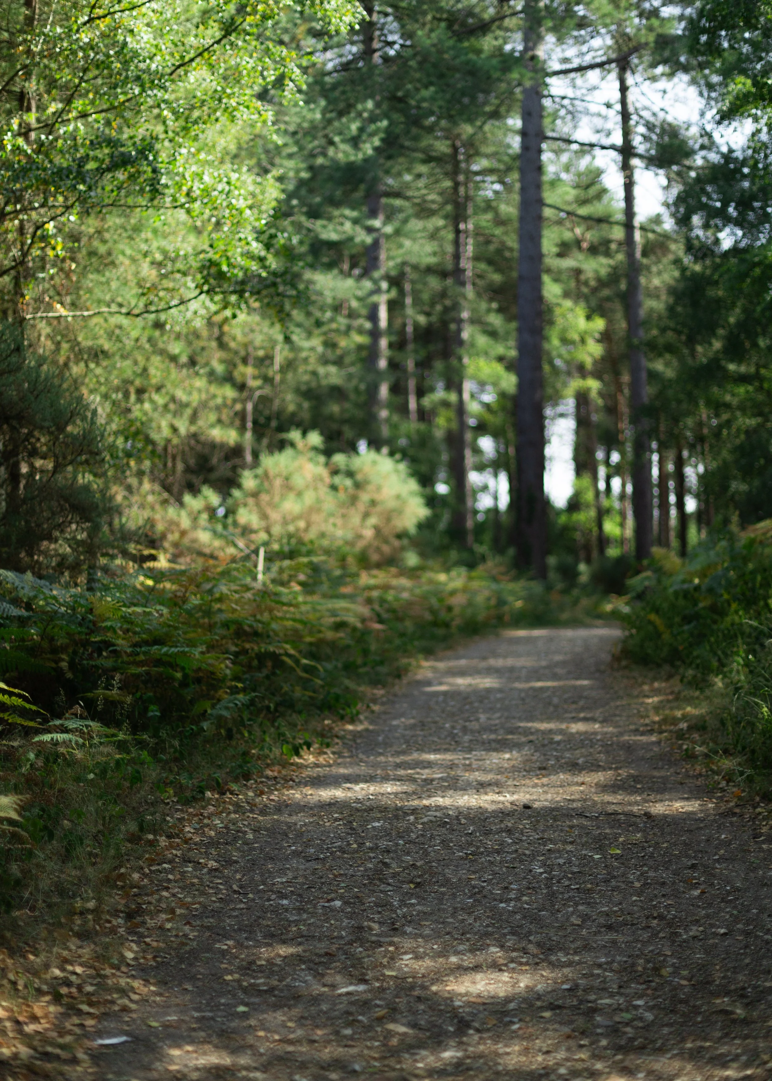 Wareham-Forest-July-2026-9.jpg