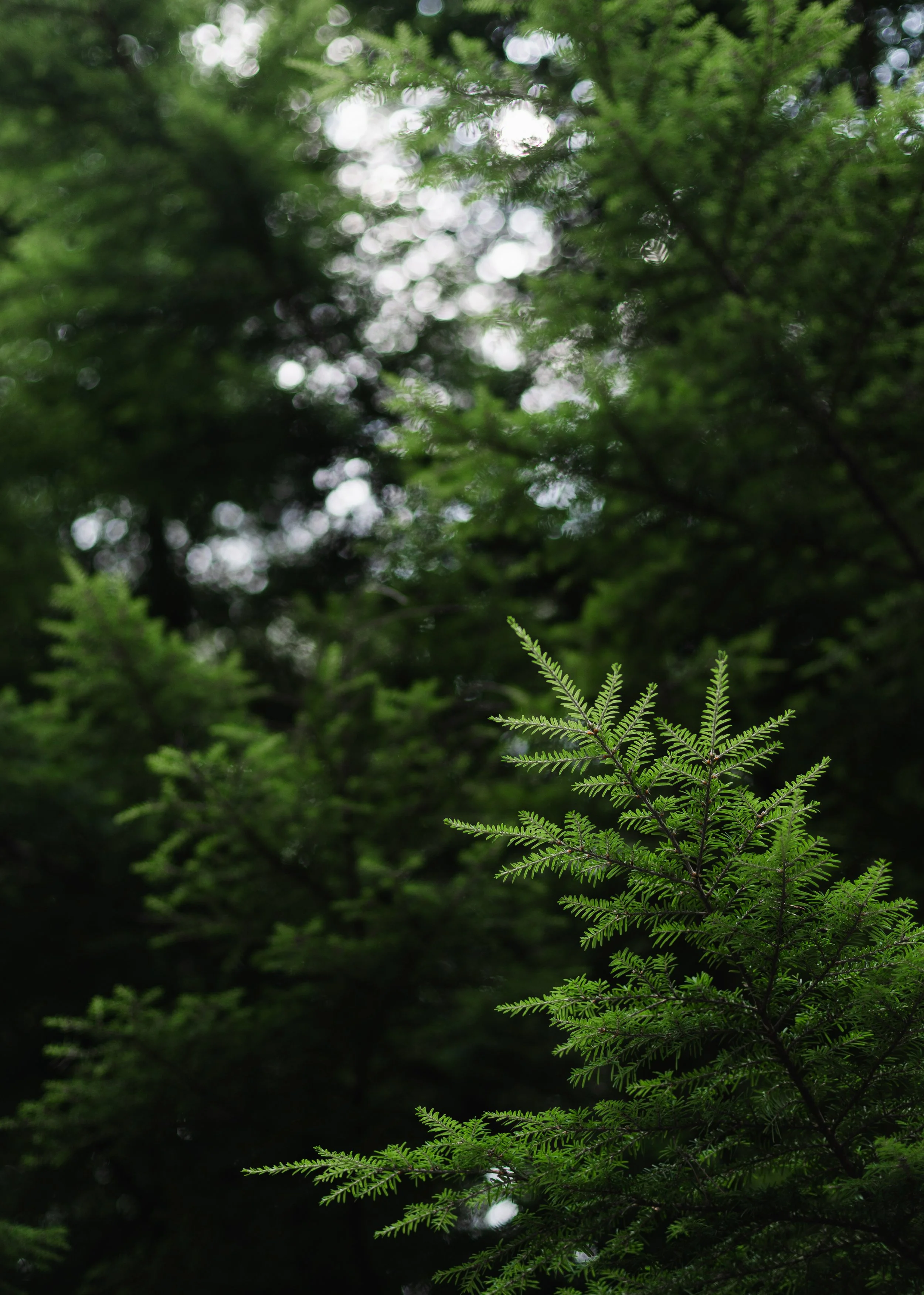 Wareham-Forest-Circular-21-July-2026-71.jpg