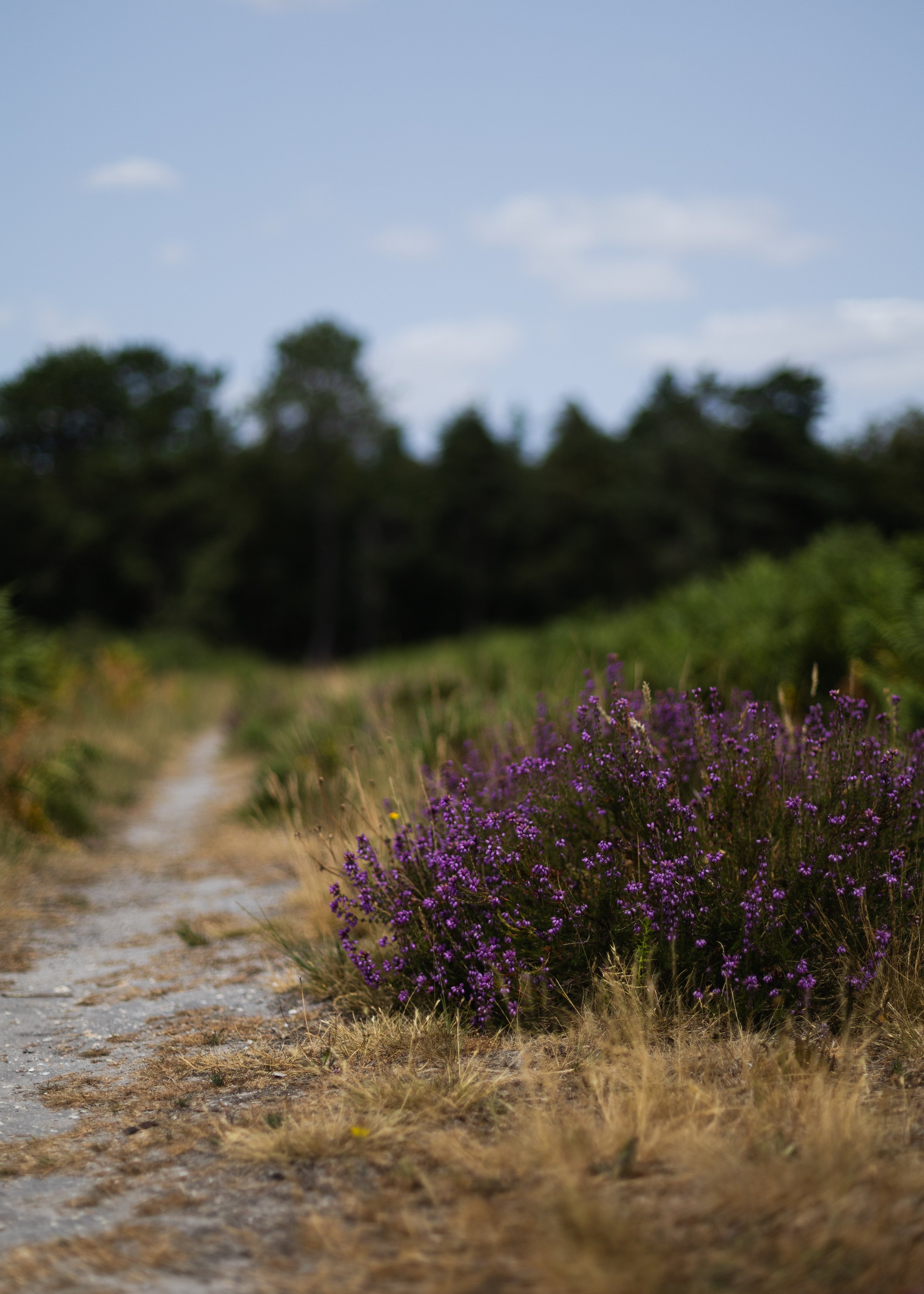 Wareham-Forest-Circular-21-July-2026-23.jpg