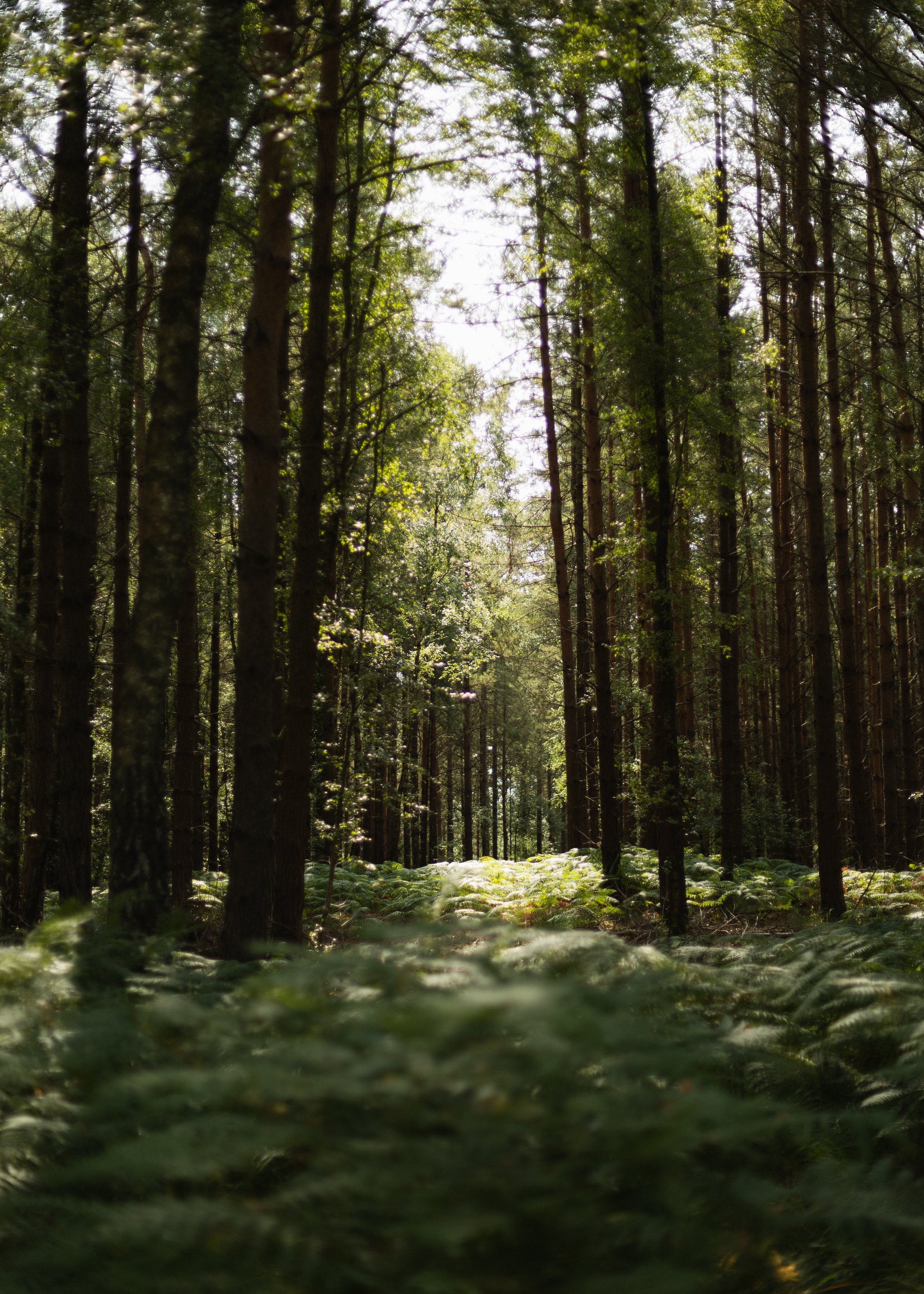 Wareham-Forest-Circular-21-July-2026-4.jpg