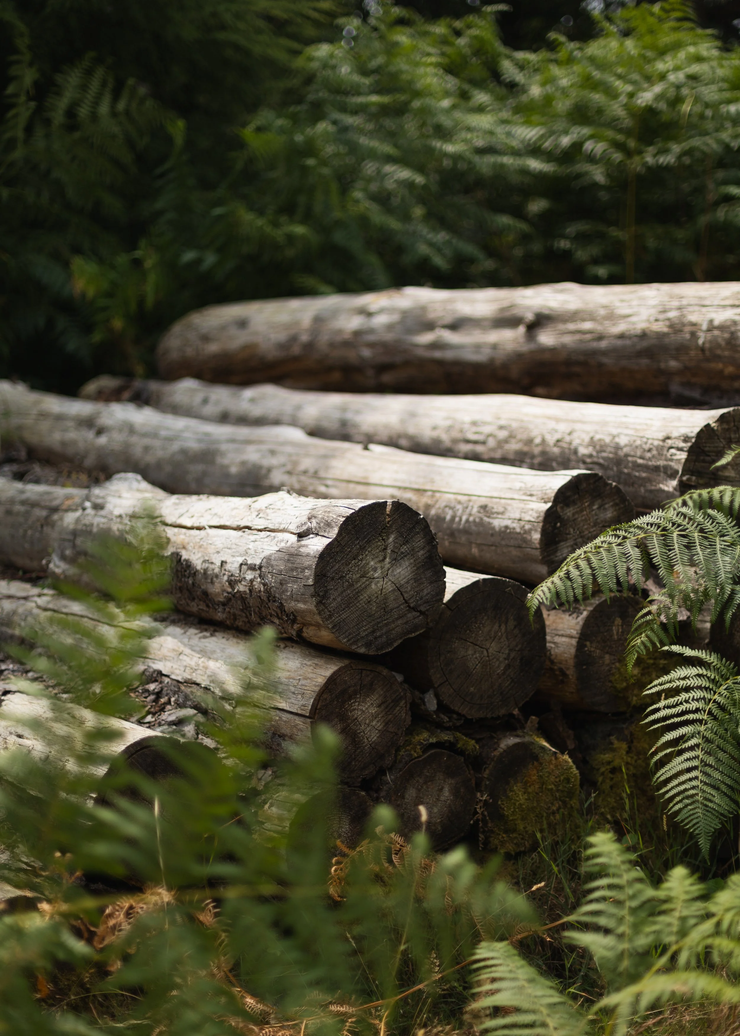 Wareham-Forest-Circular-21-July-2026-40.jpg