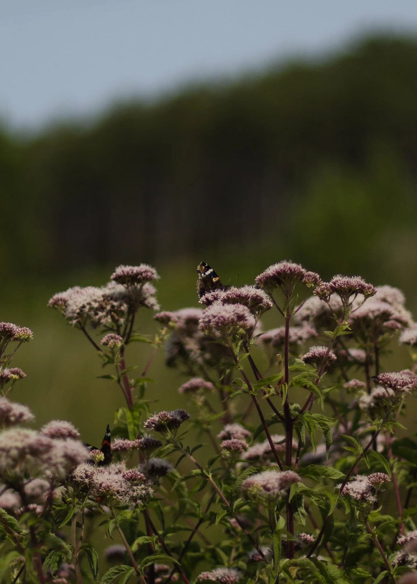Wareham-Forest-Circular-21-July-2026-8.jpg