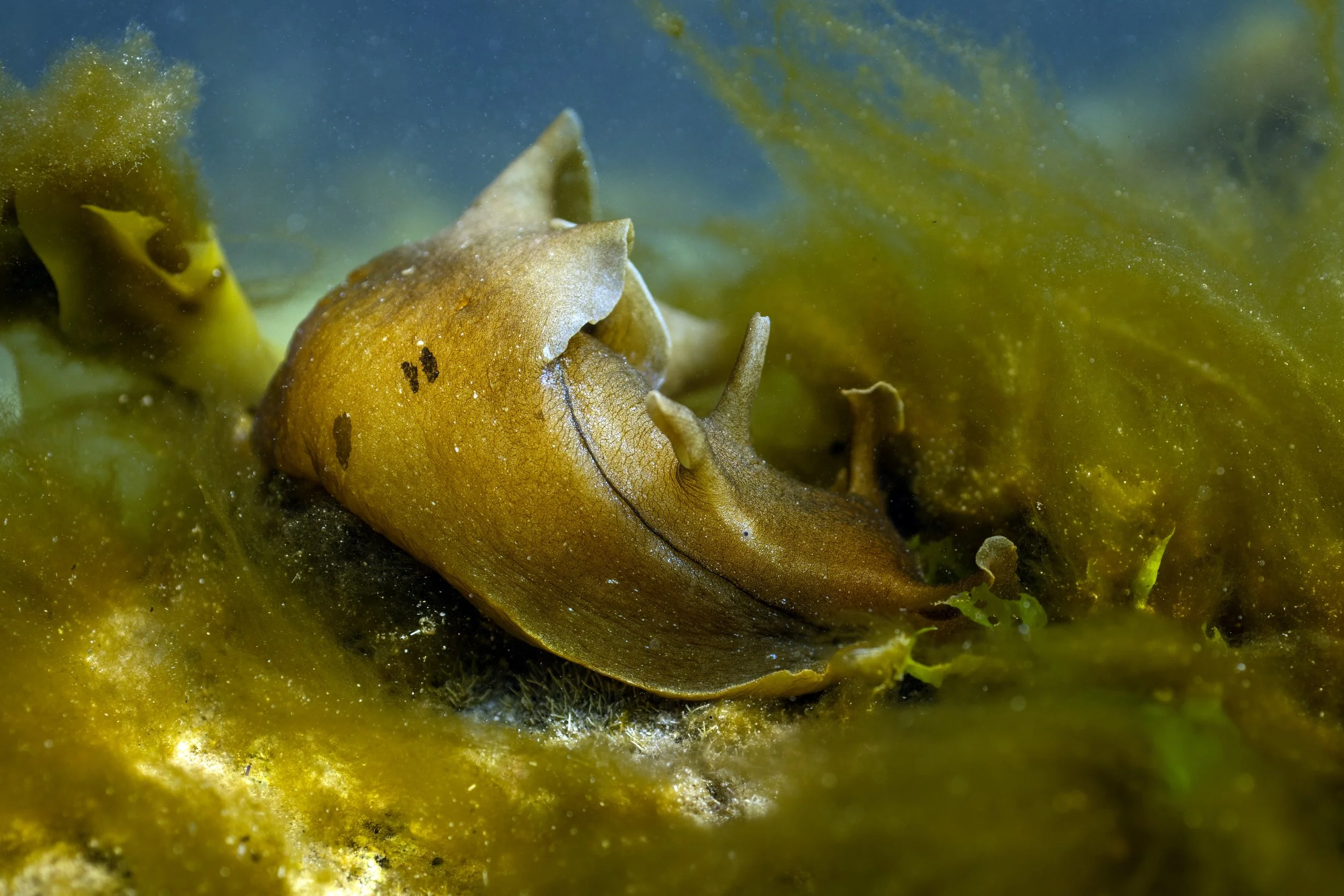 _P2A7049.jpg