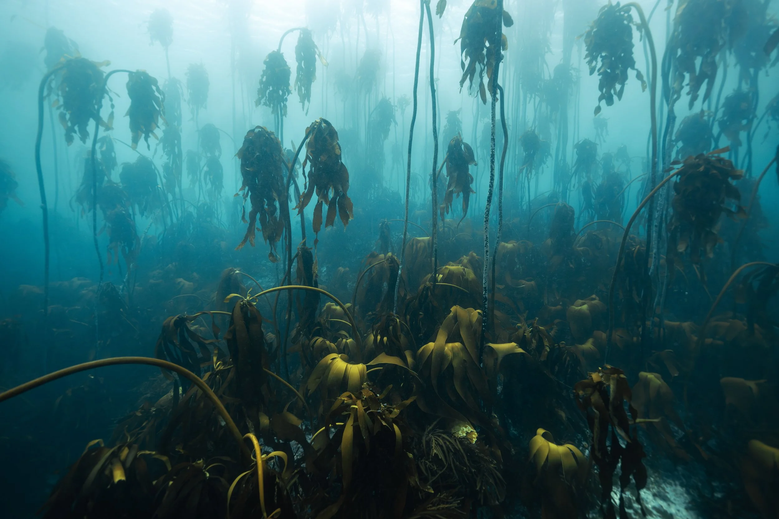 A dense kelp forest growing beneath the waters off Cape Town, South Africa.