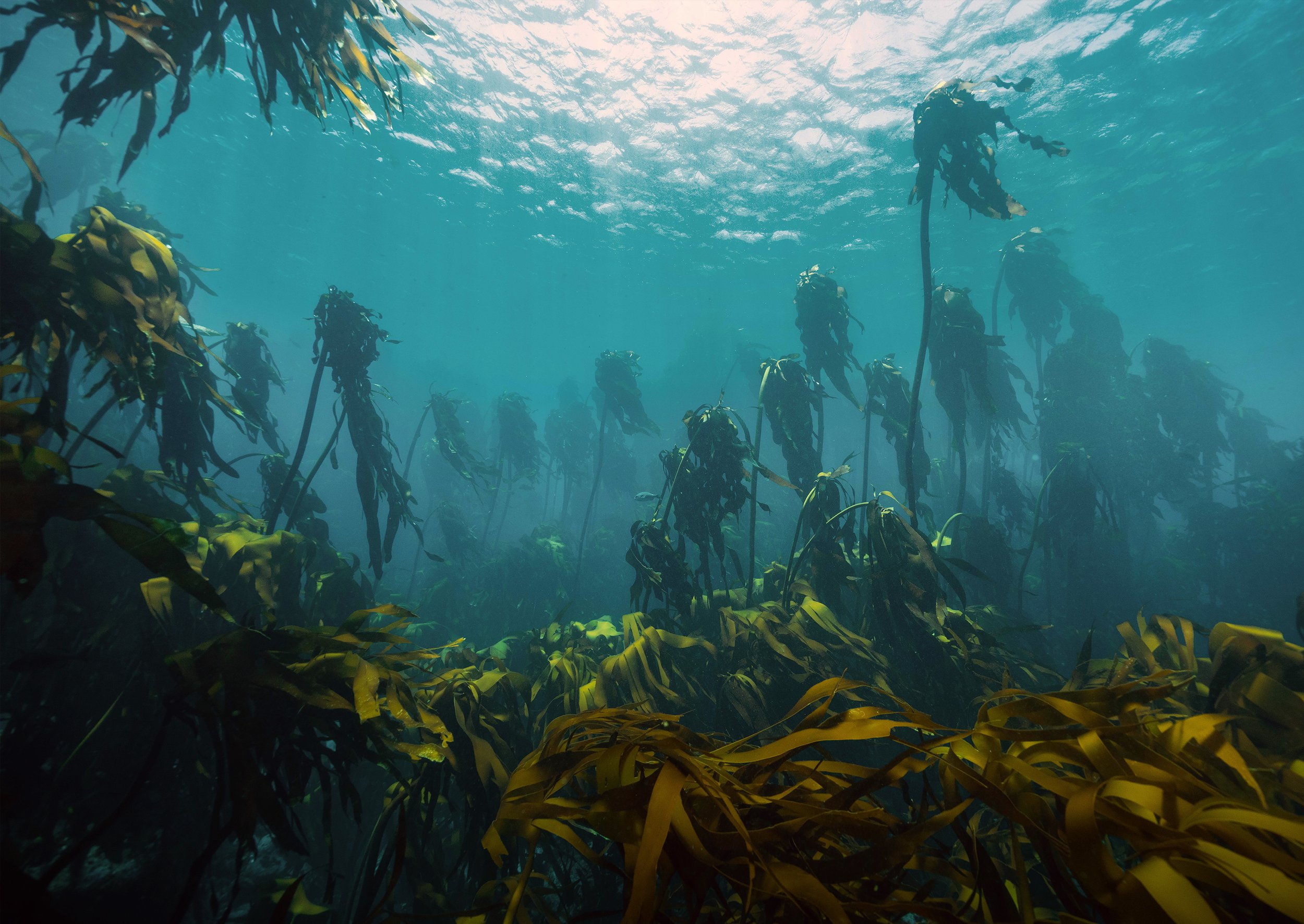 Book Cover Design image.jpg