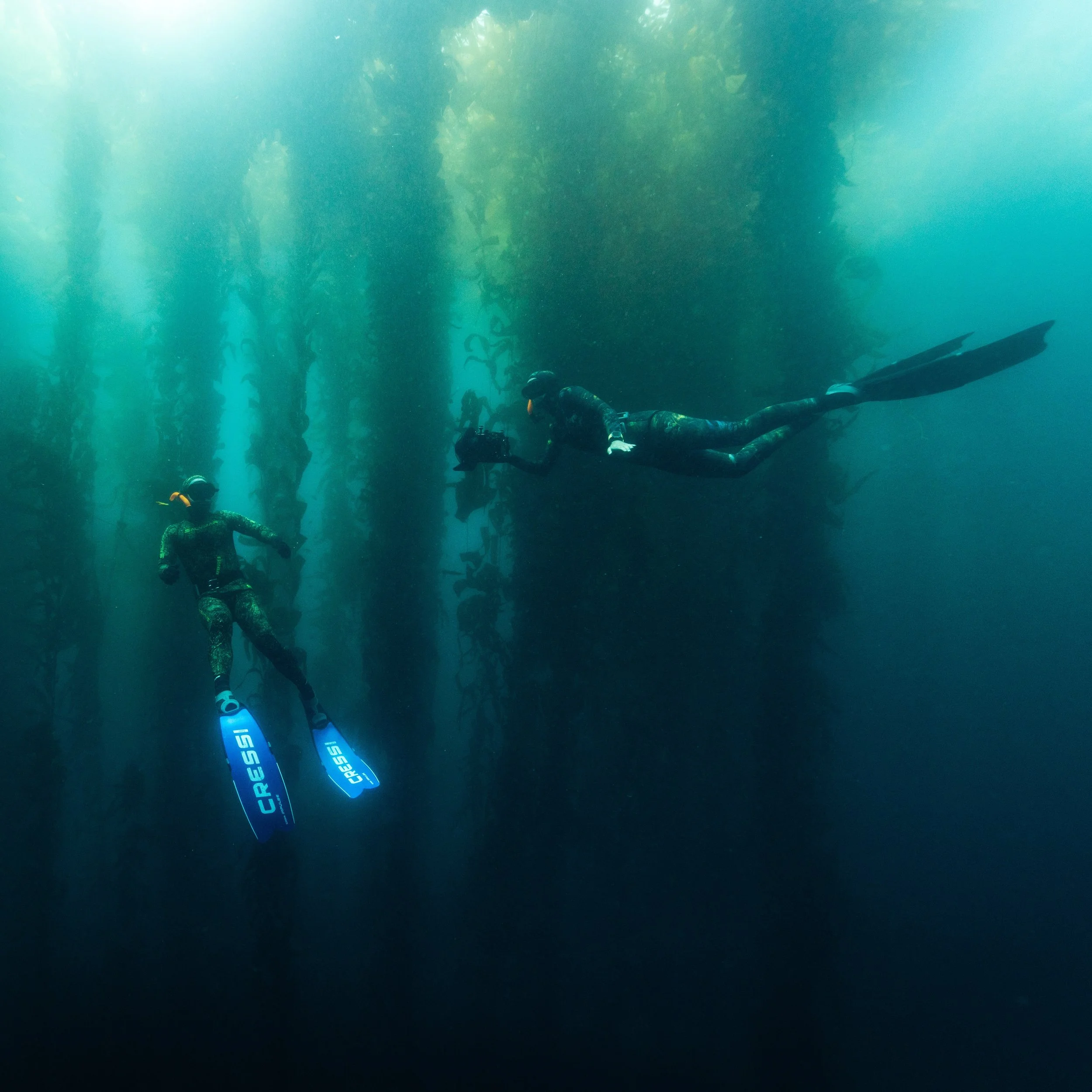 Two freedivers exploring a giant kelp forest off the coast of California, USA, with cameras in hand.