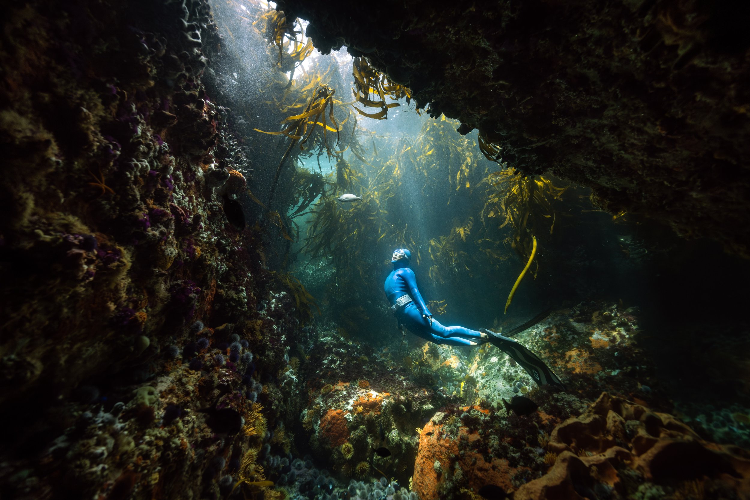 A freediver exploring the Great African Sea Forest off the coast of Cape Town, South Africa.