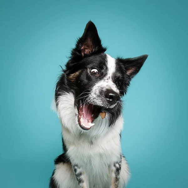 chien-en-studio-photographe-valais.jpg