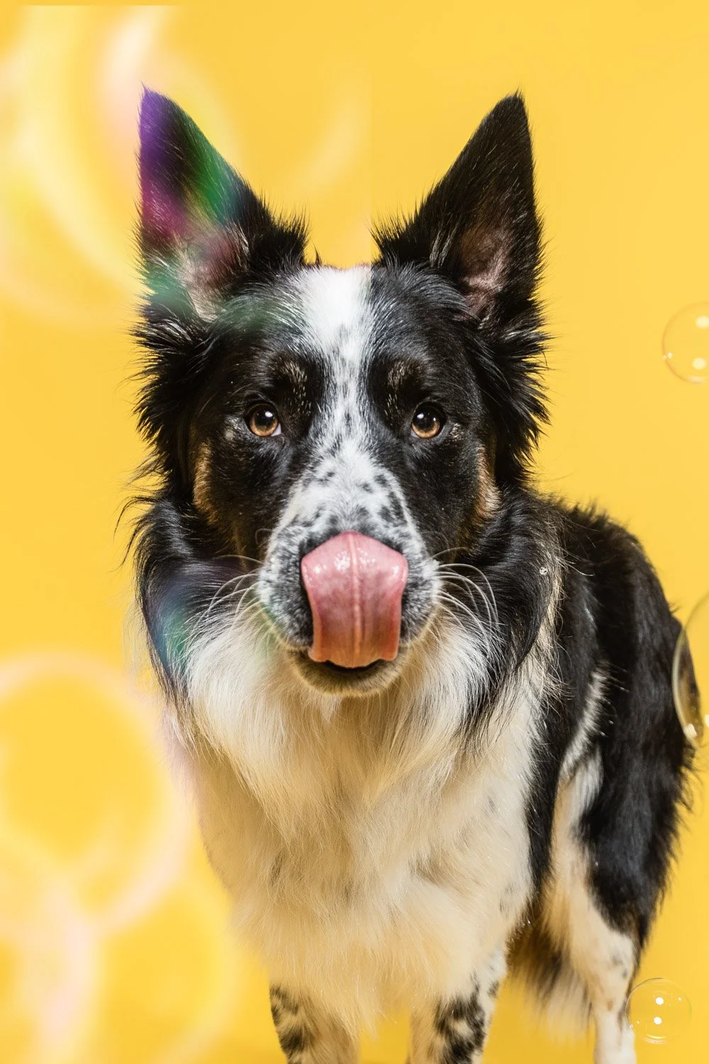 Un chien Border Collie noir et blanc avec la langue sortie, devant un fond jaune, regardant directement l'objectif.