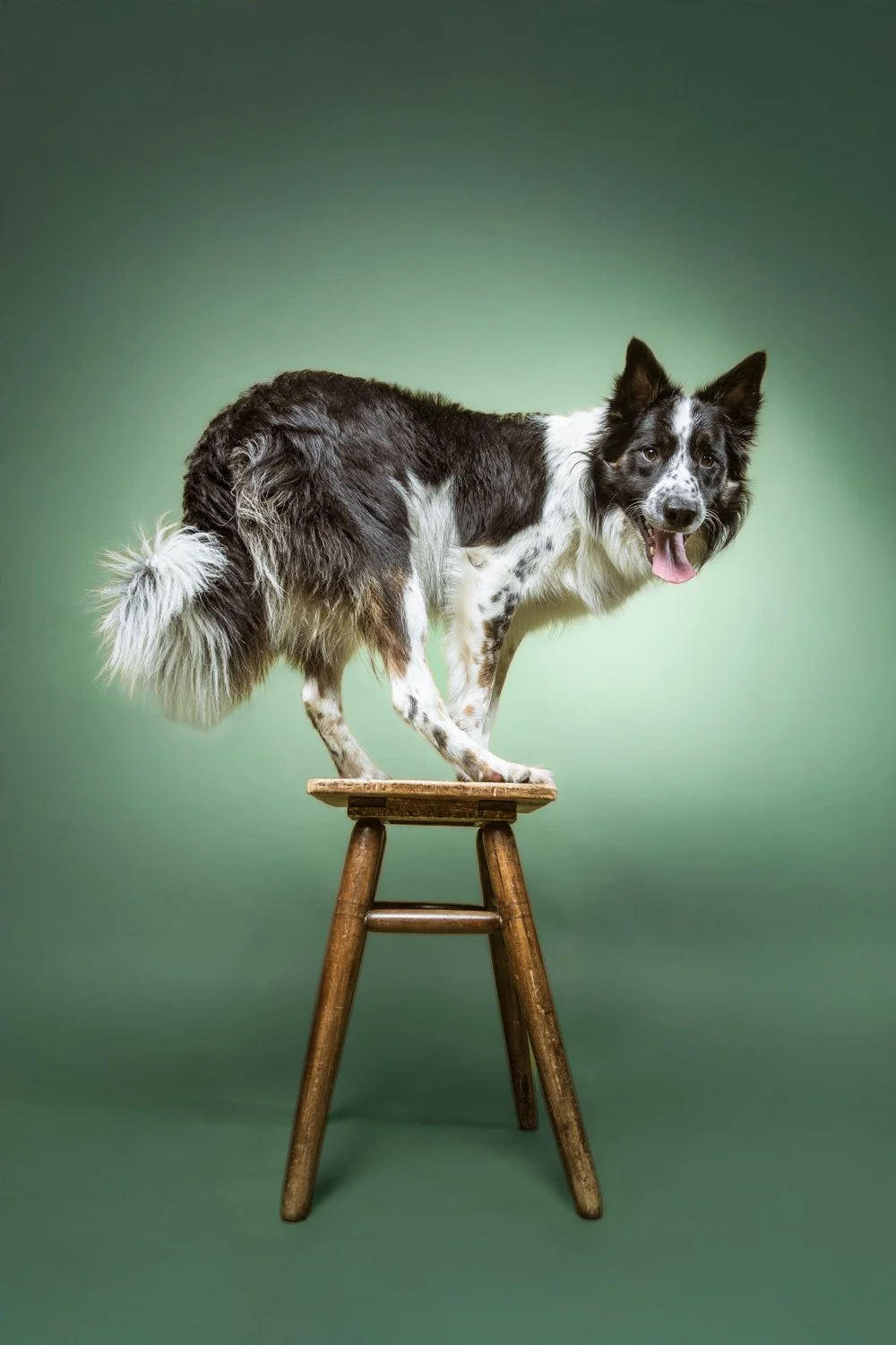 Chien posant sur un tabouret en bois au studio Viens et vois àà Chalais