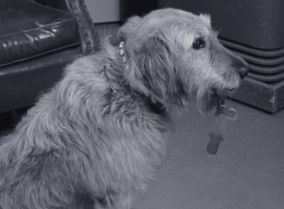 Barney’s Bloodhound