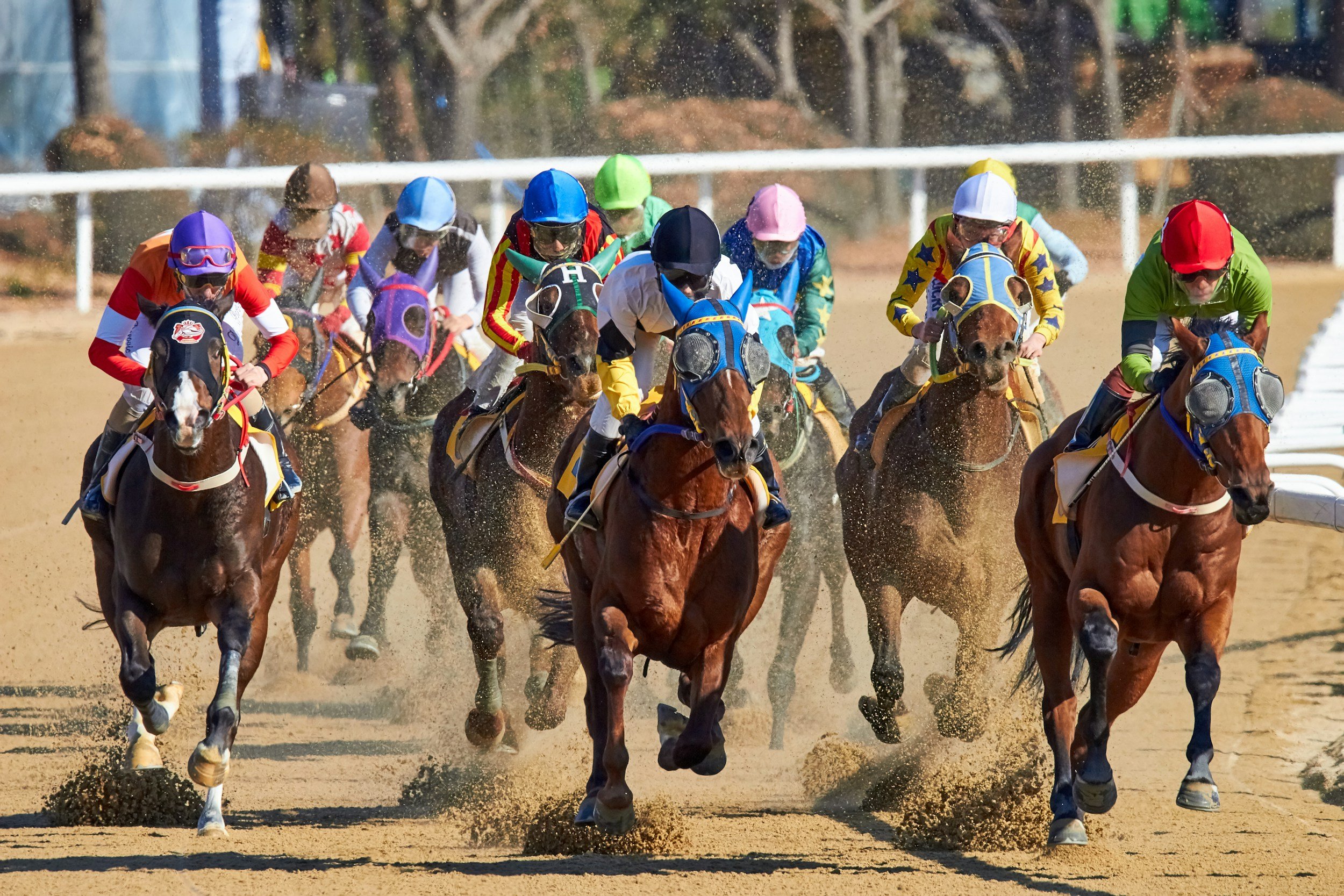 307 Horse Racing